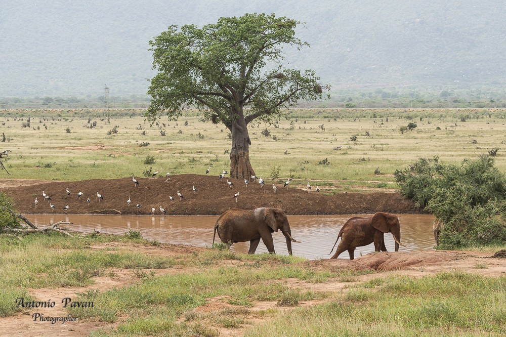 Elefanti Tsawo Est