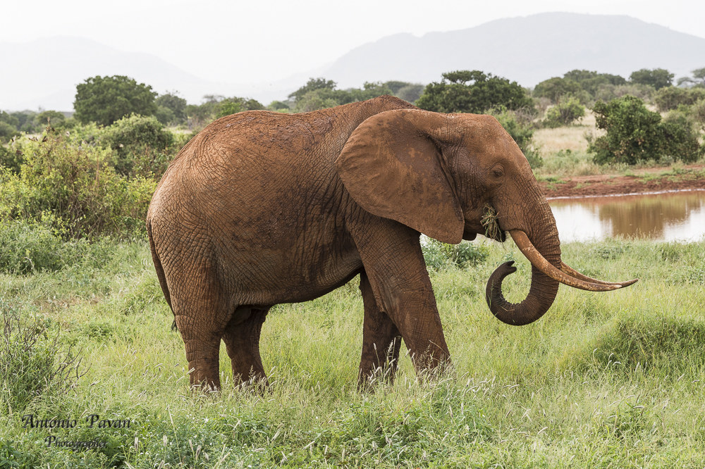 Elefanti Tsawo Est