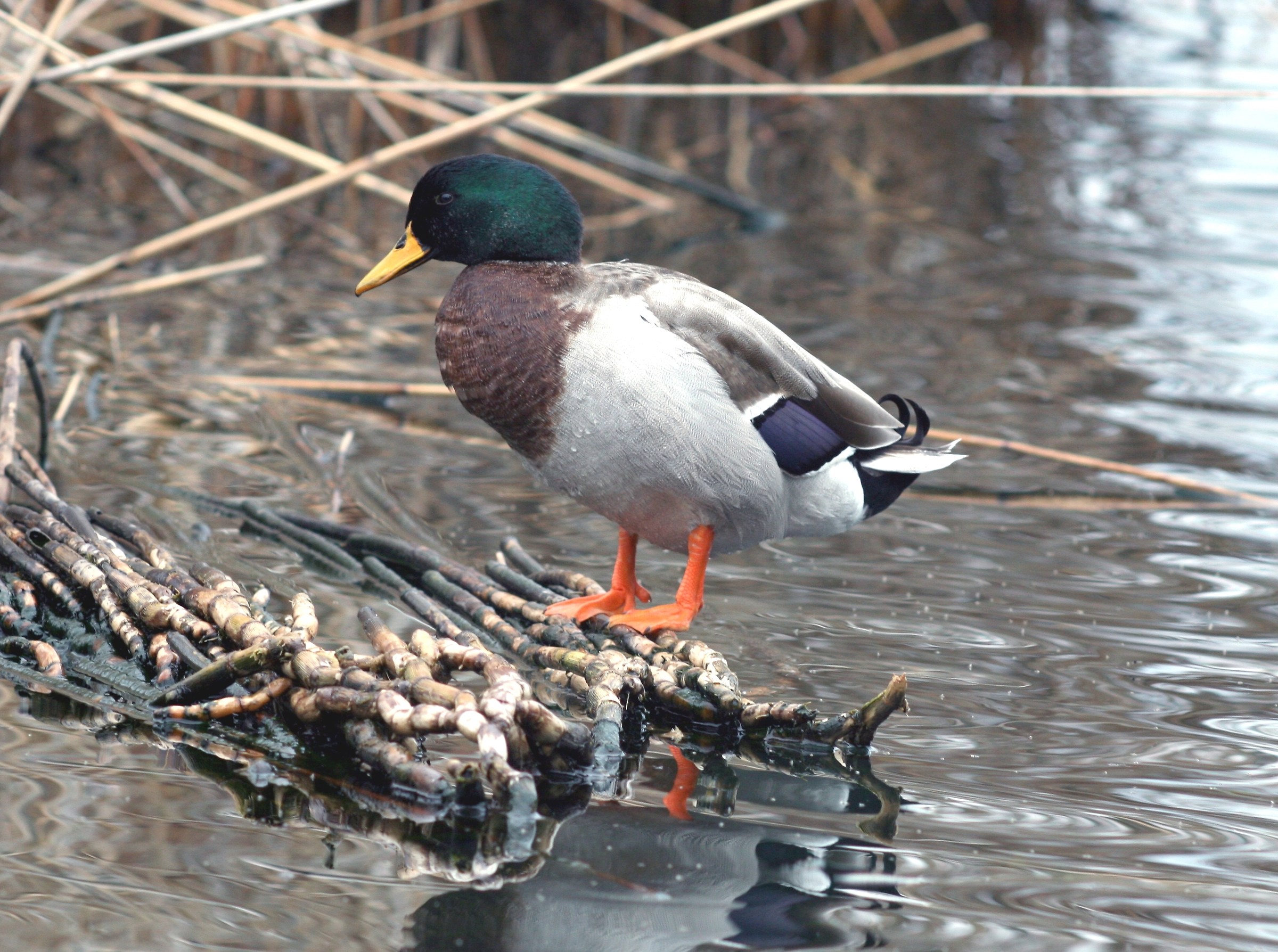 male mallard