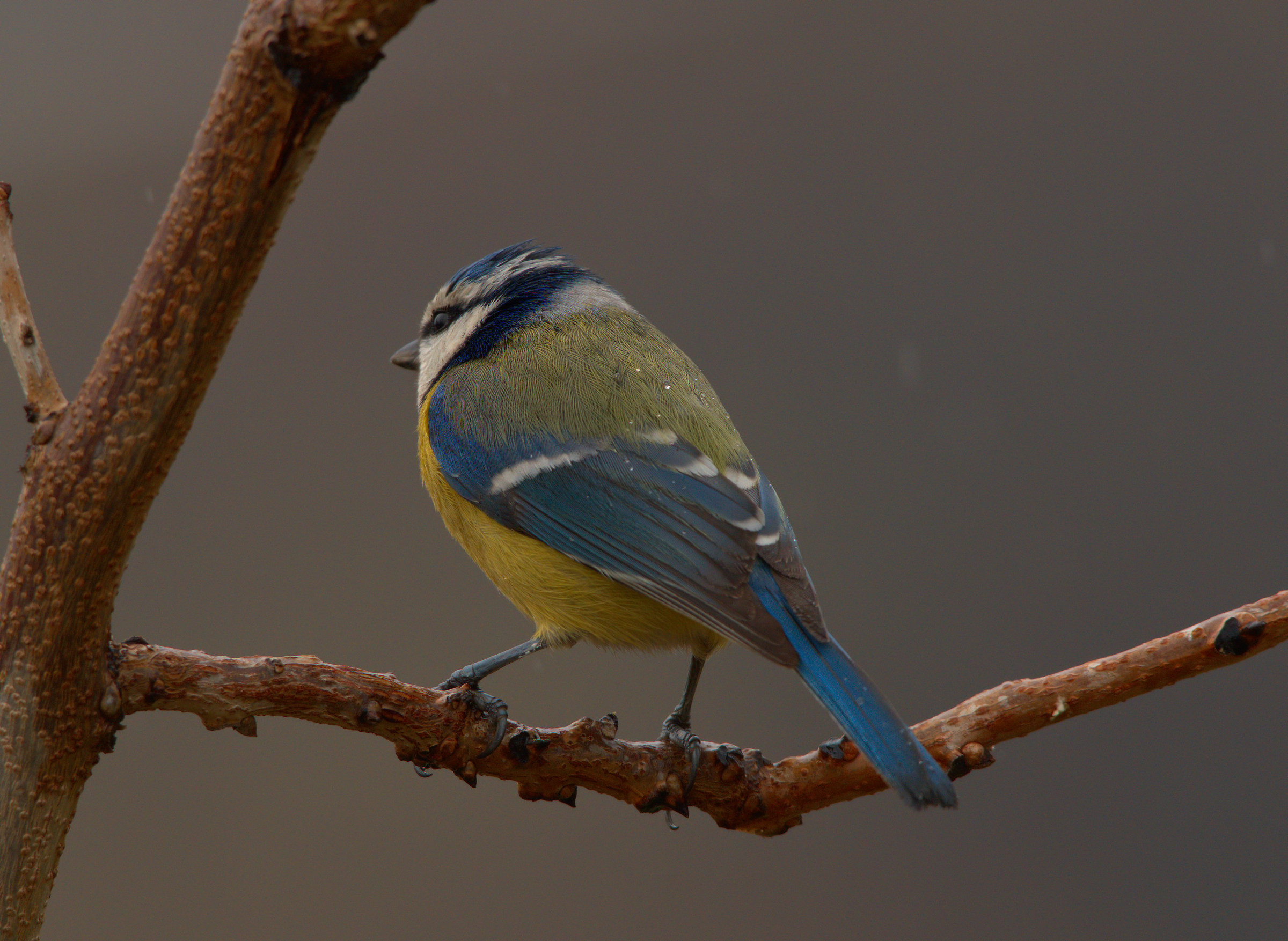 Blue tit in the rain