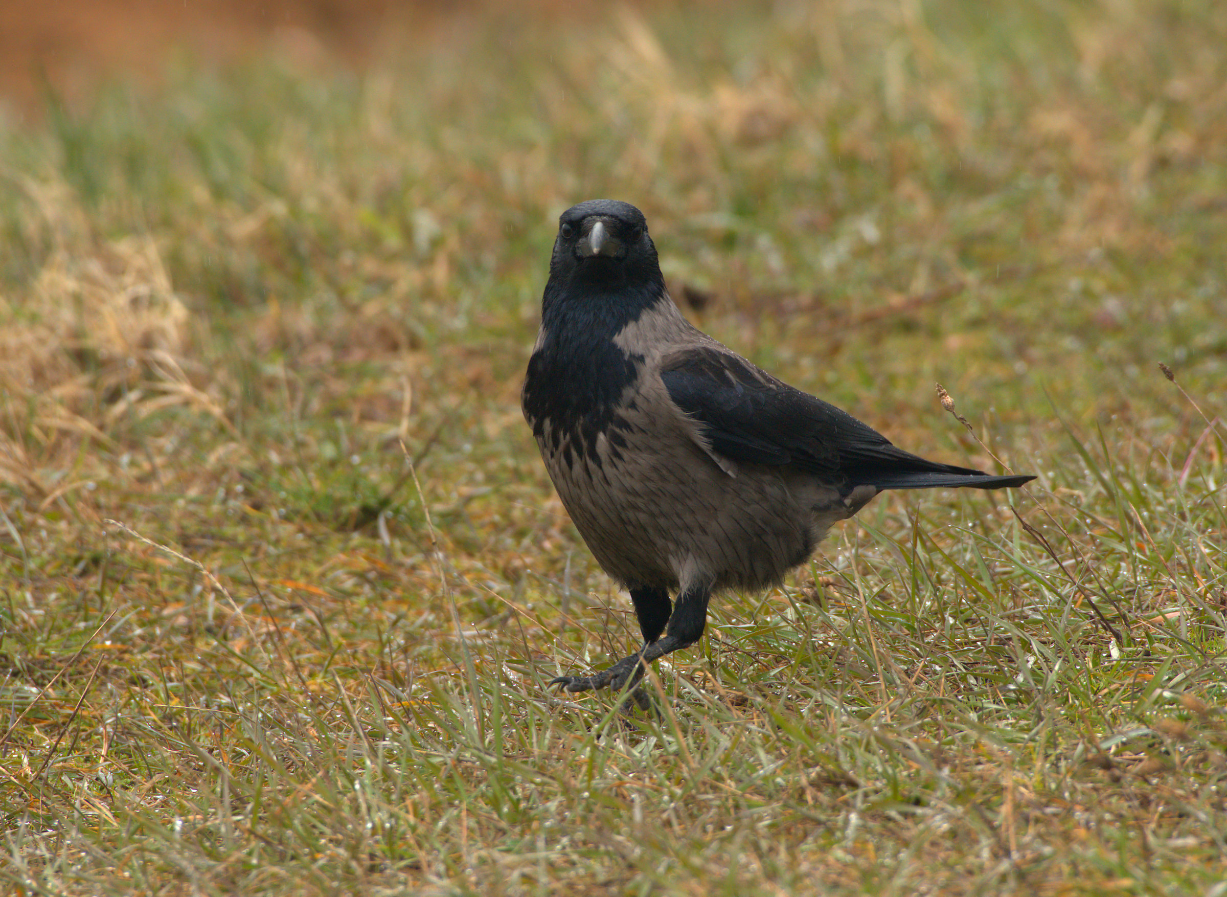 Crow in the pass ...