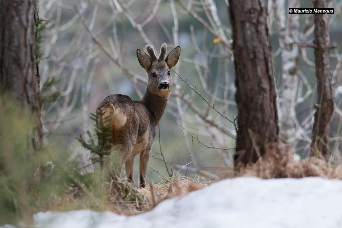 The look of the roe deer