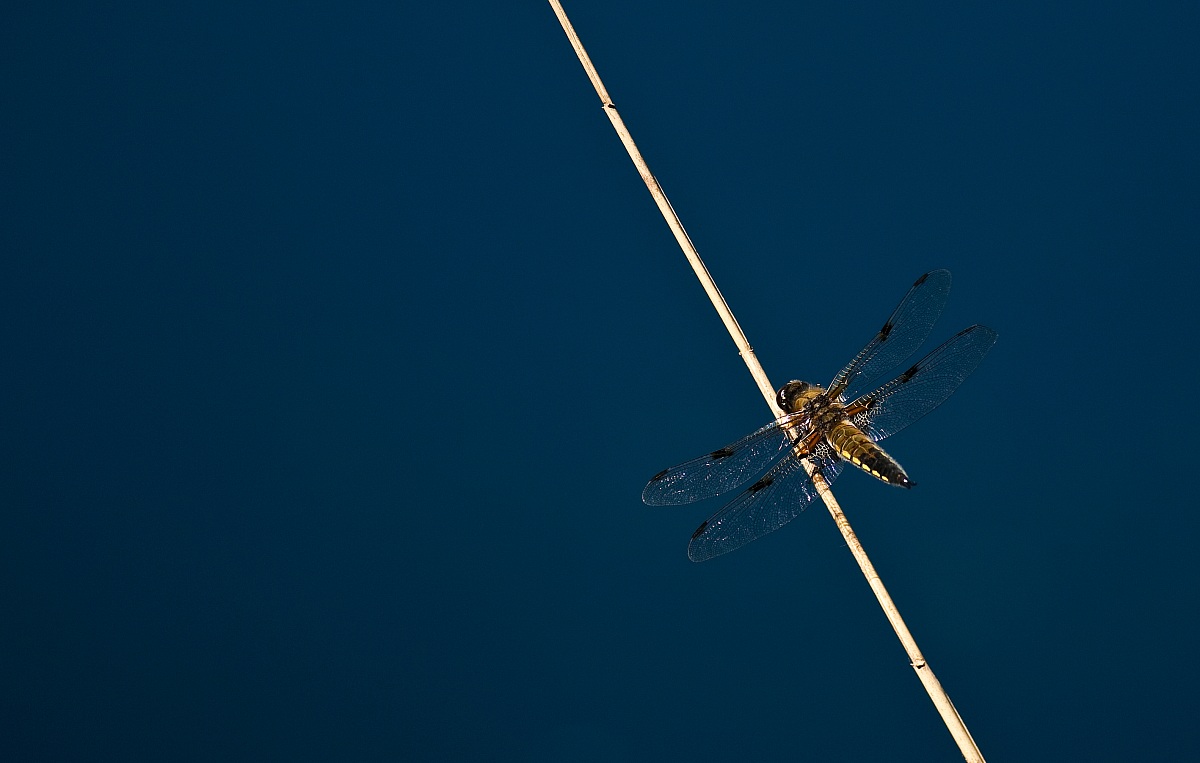 Libellula