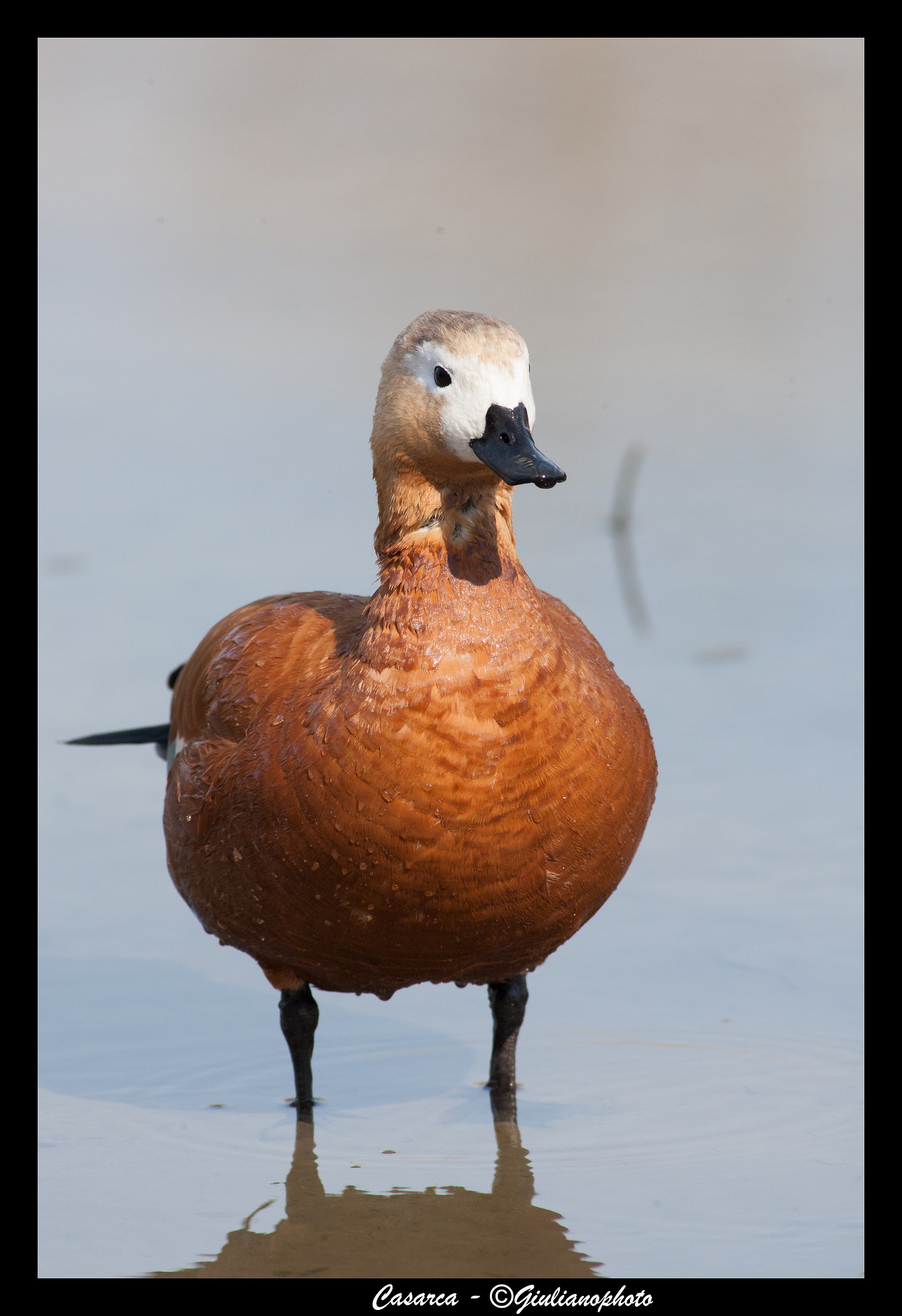shelduck
