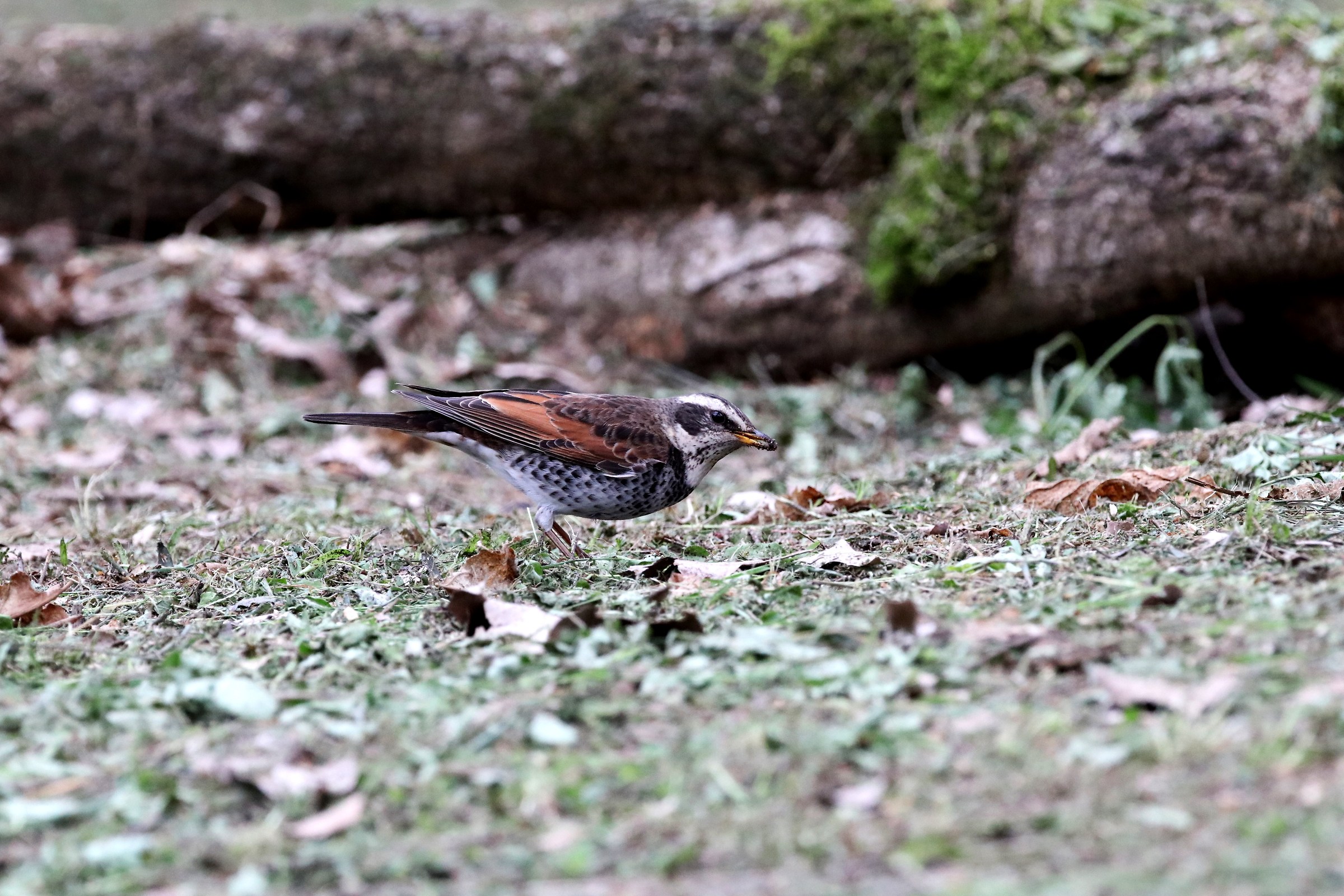 Dusky Thrush