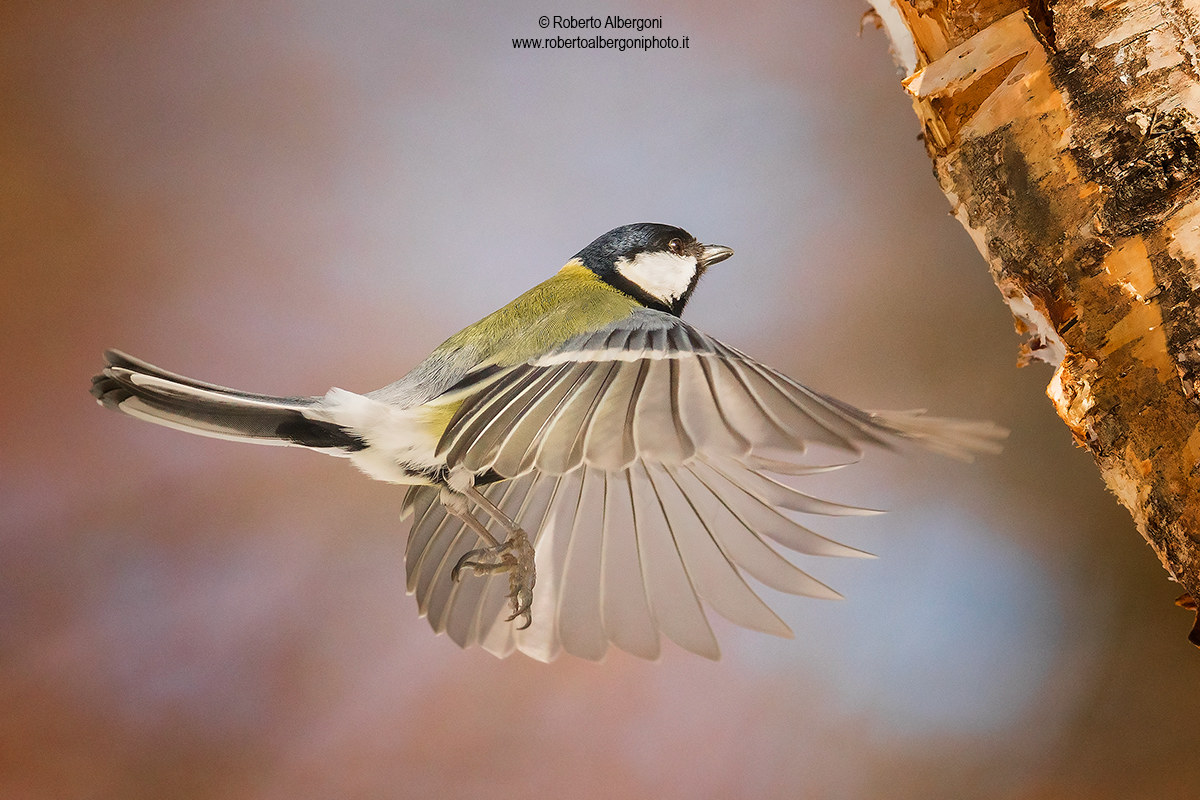 La danza della cincia