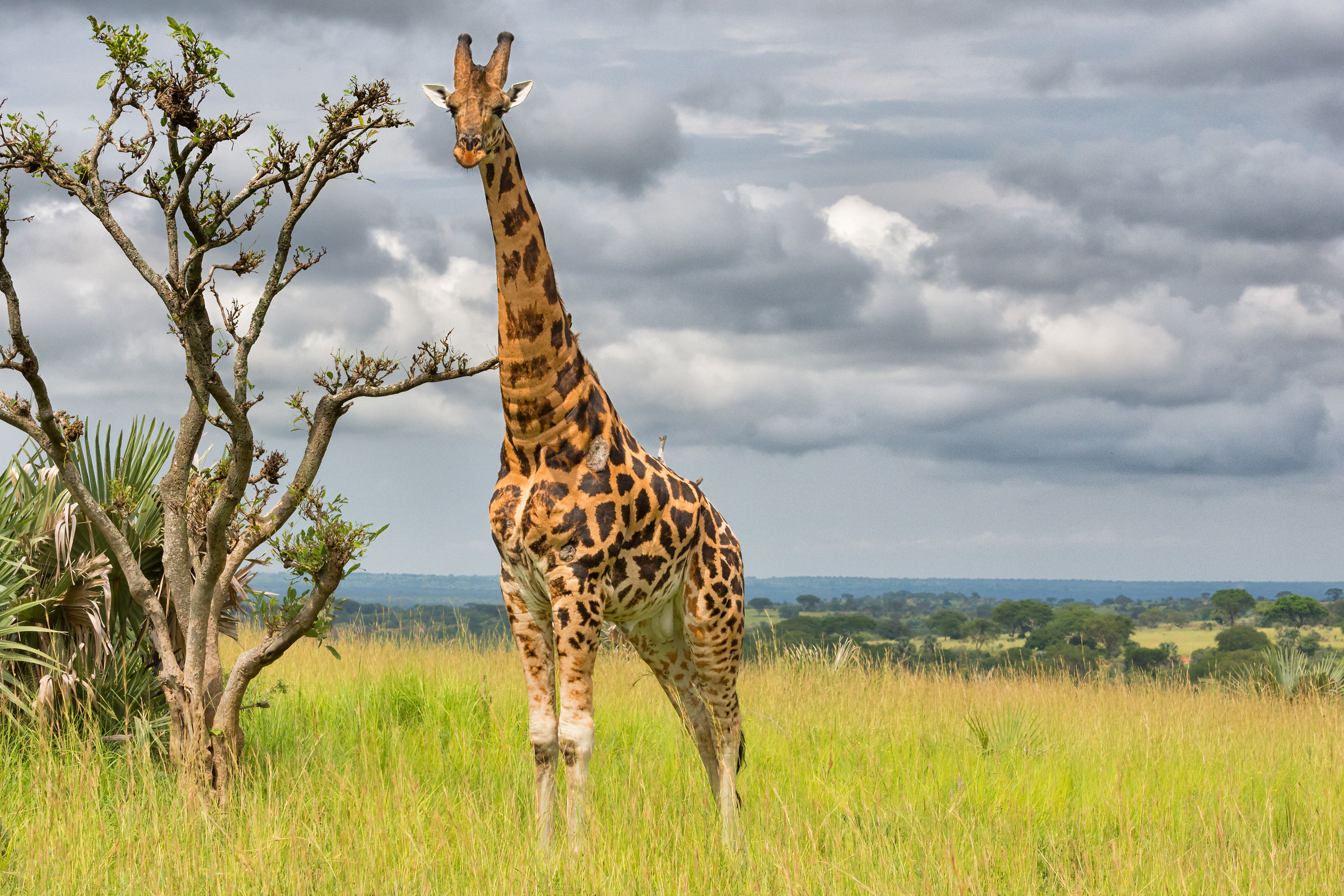 Dominant evil giraffe