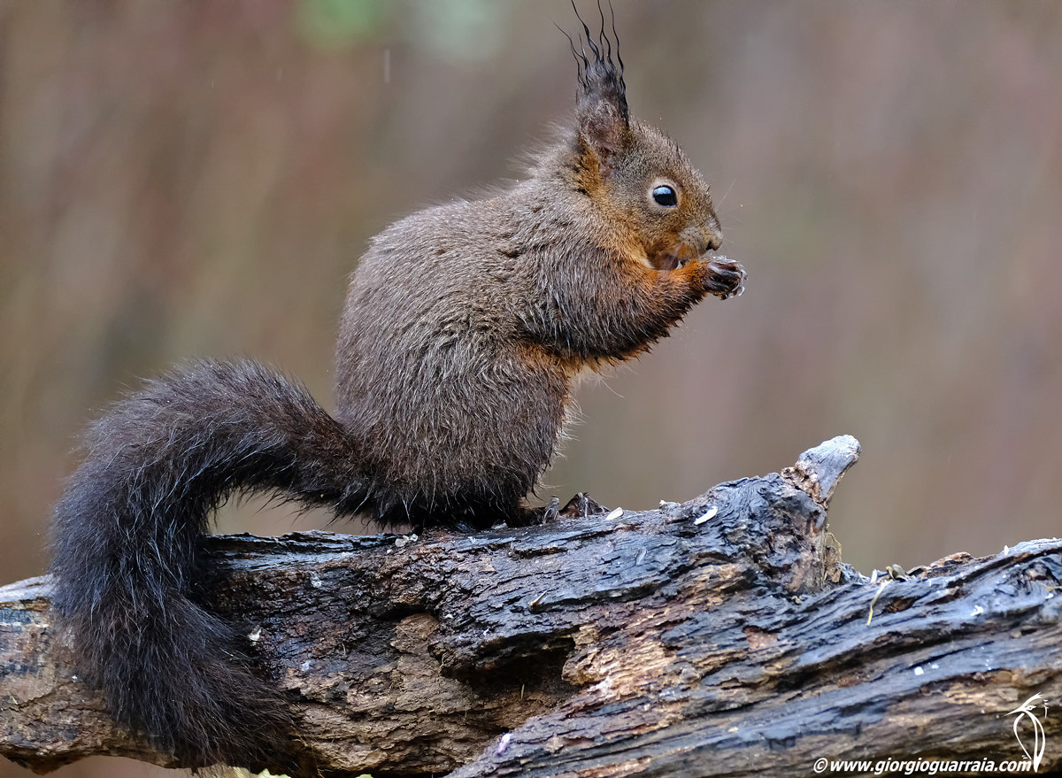 Wet squirrel