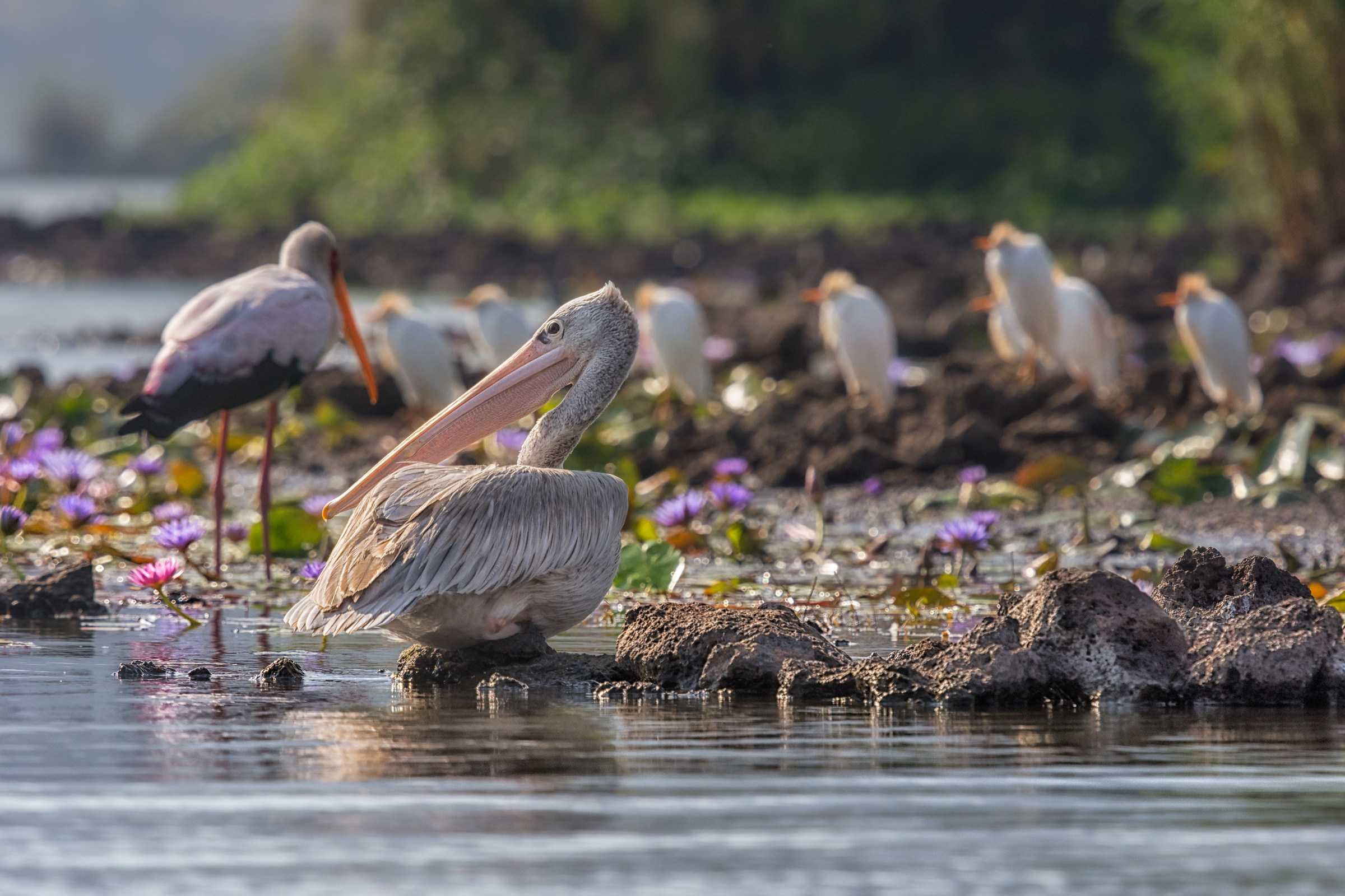 Lake Chahafi .Uganda