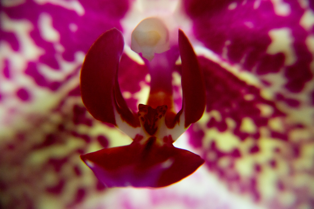 Orchid "up close"