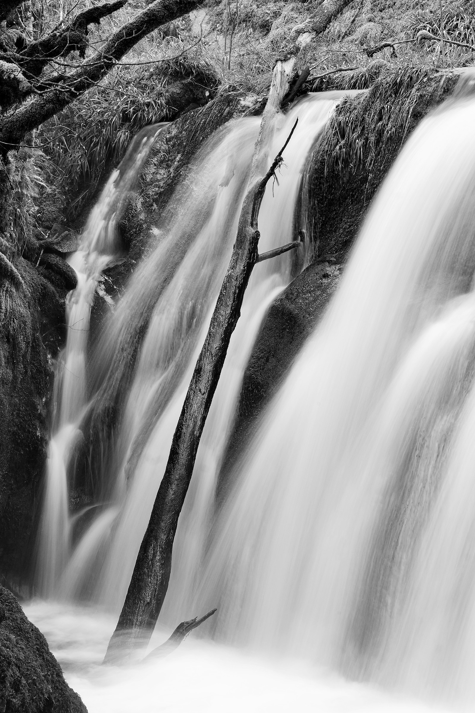 Old branches thrown over a hidden waterfall.