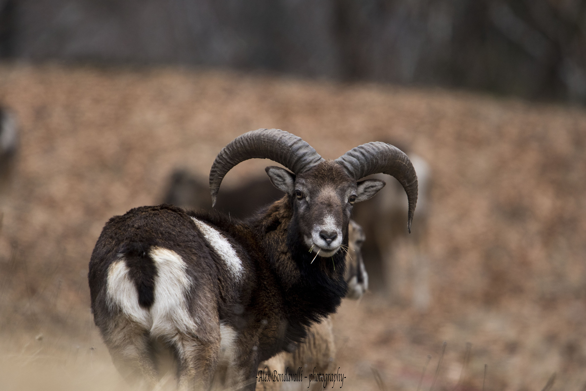 Looking for food before the snowfall ...