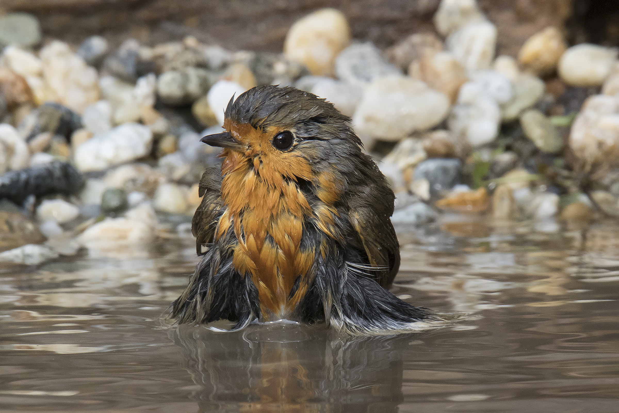 the robin's bath