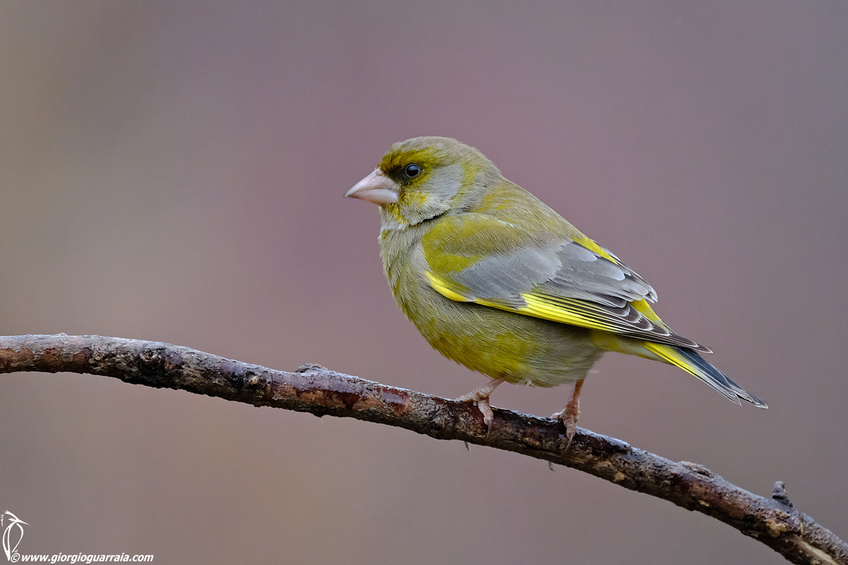 Portraits to the green!