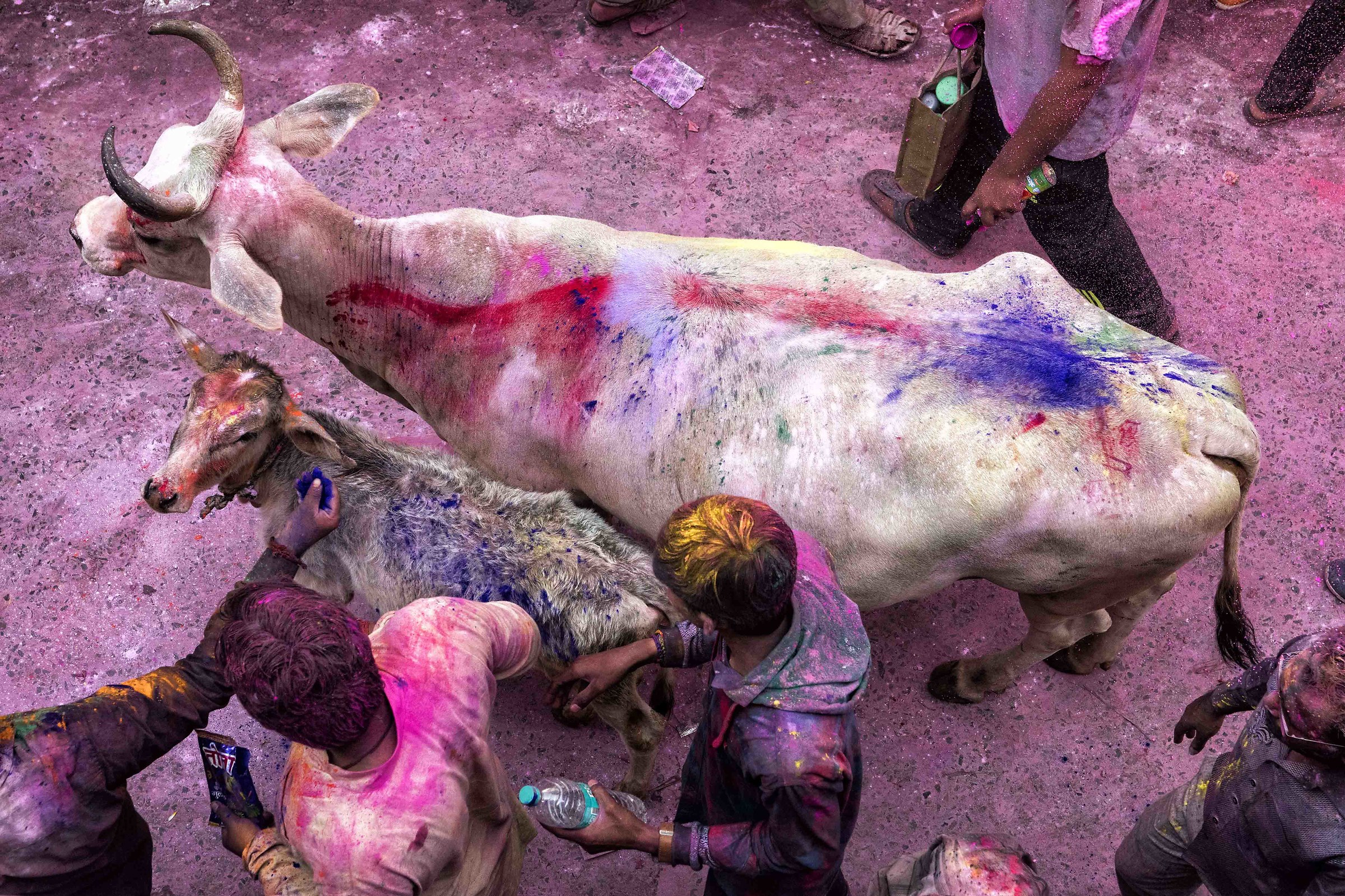 Holi to Vrindavan