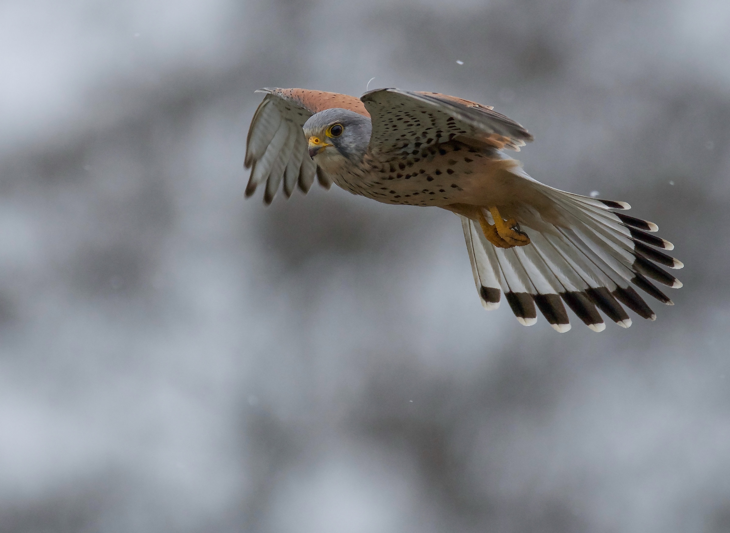 Lieve come la neve di oggi. 2