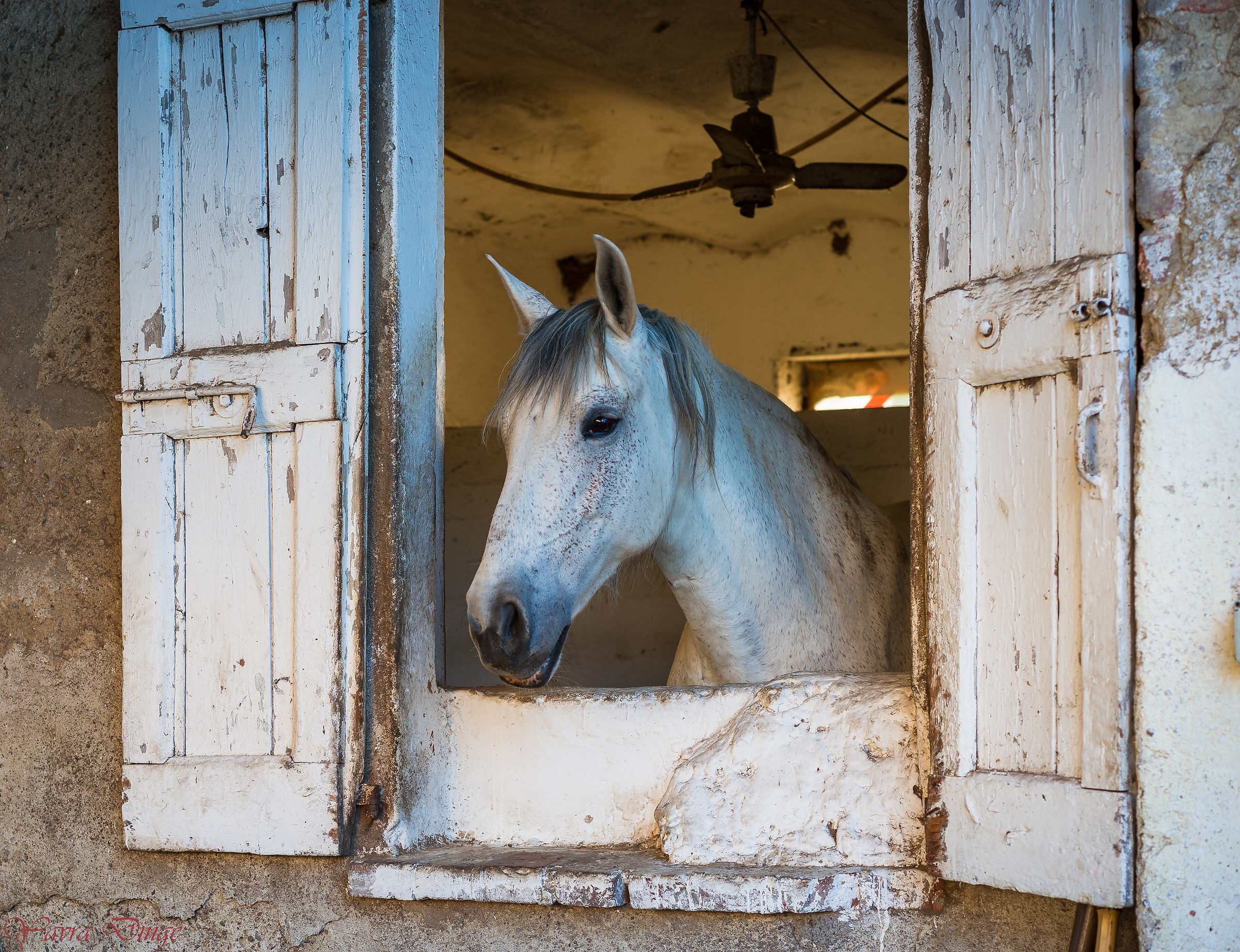 Elsa at the window