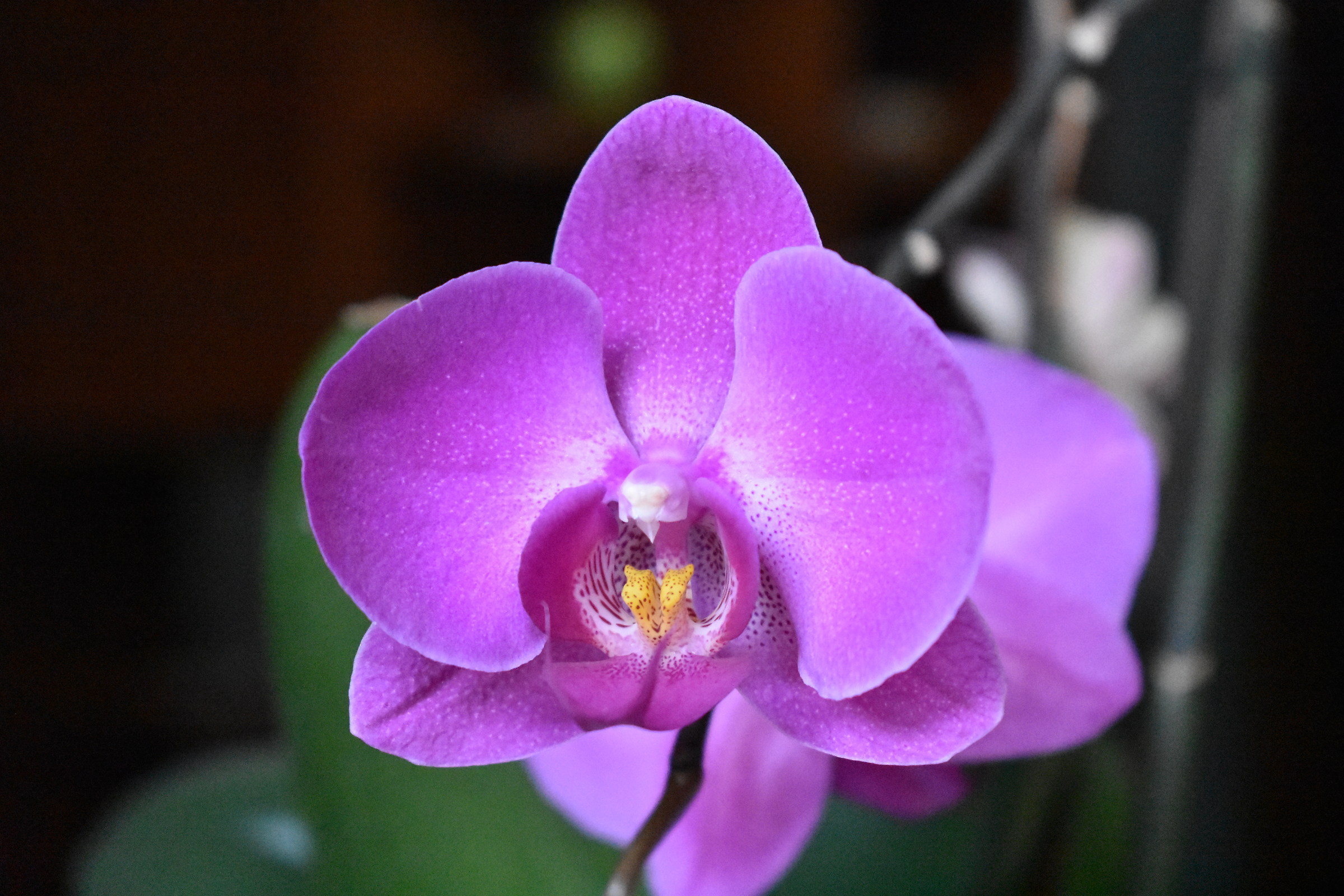 Orchidea
