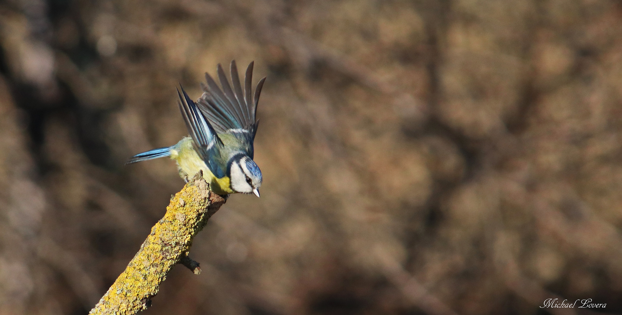 Blue tit leaving