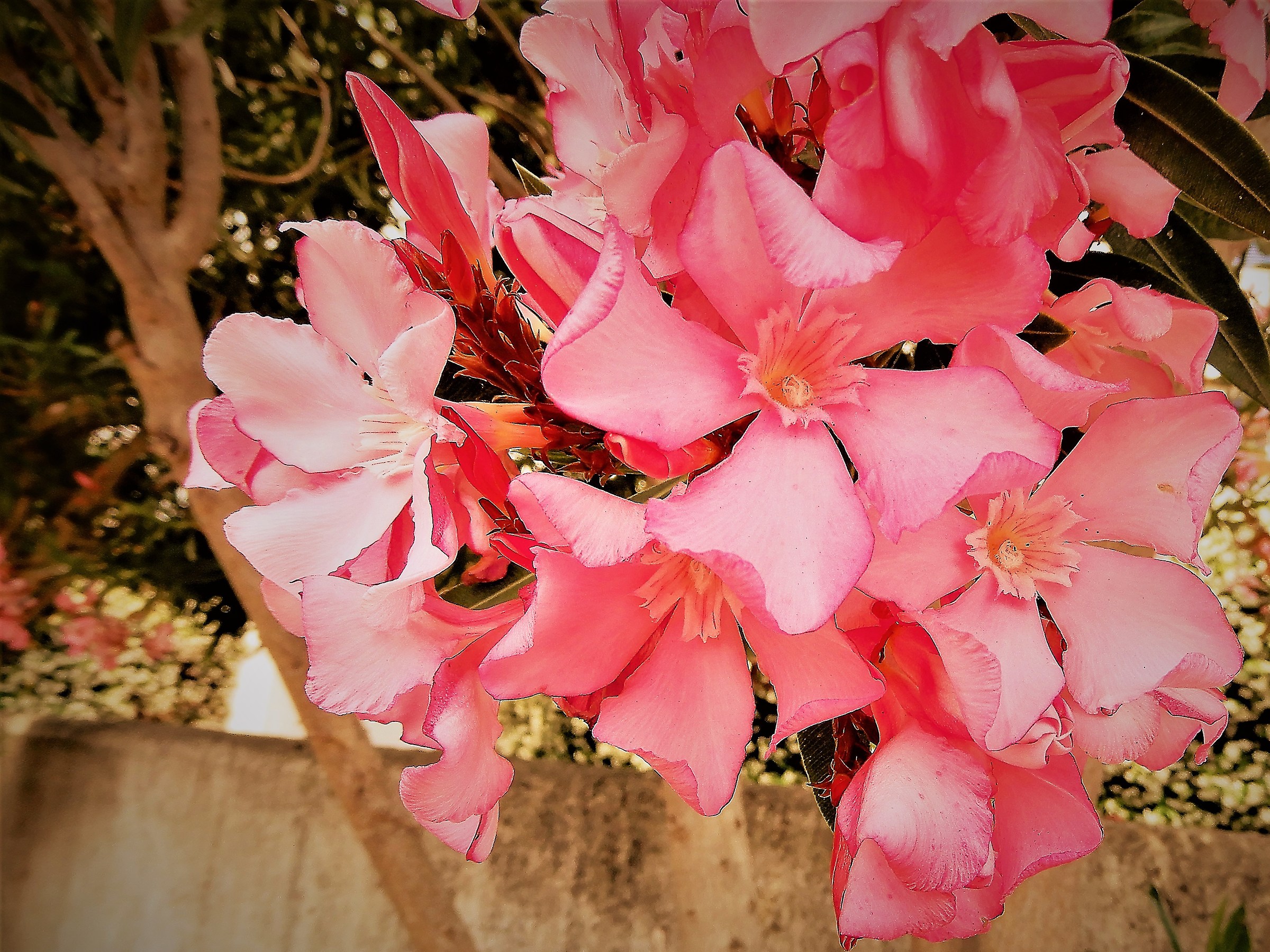 Oleander