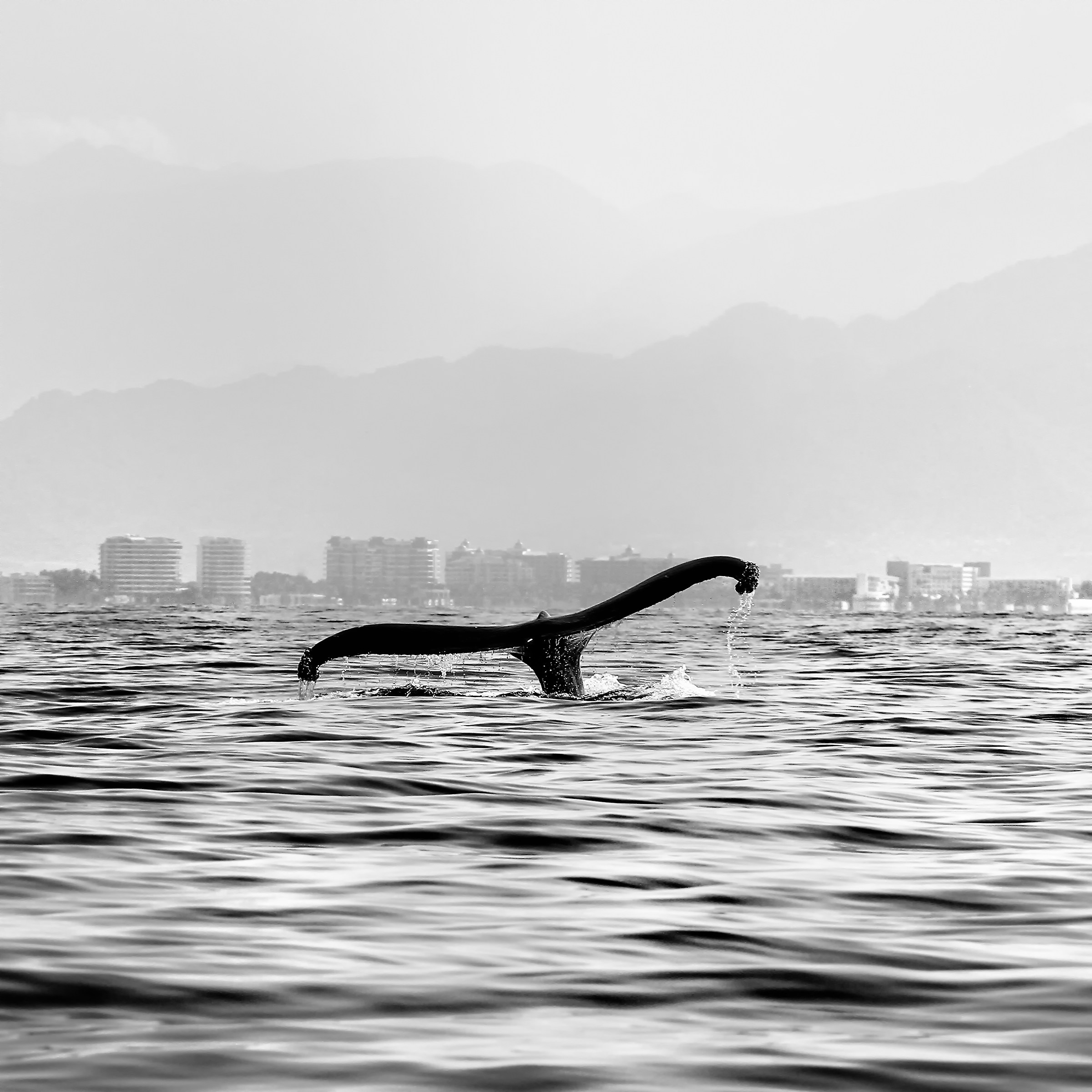 Minimal • Puerto Vallarta