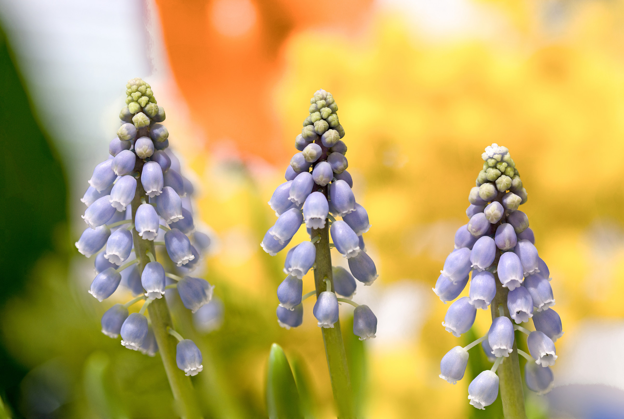 Muscari