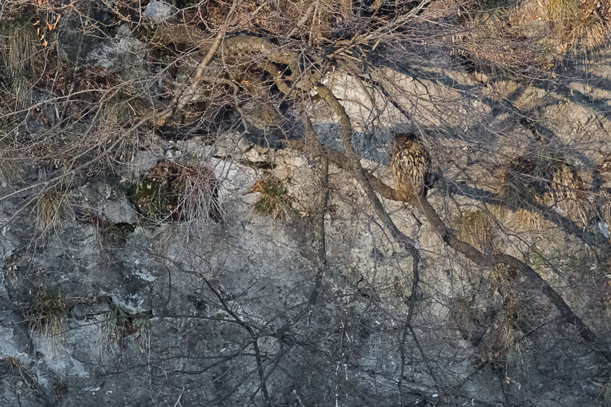 Eagle owl (Bubo bubo) female in her environment ...