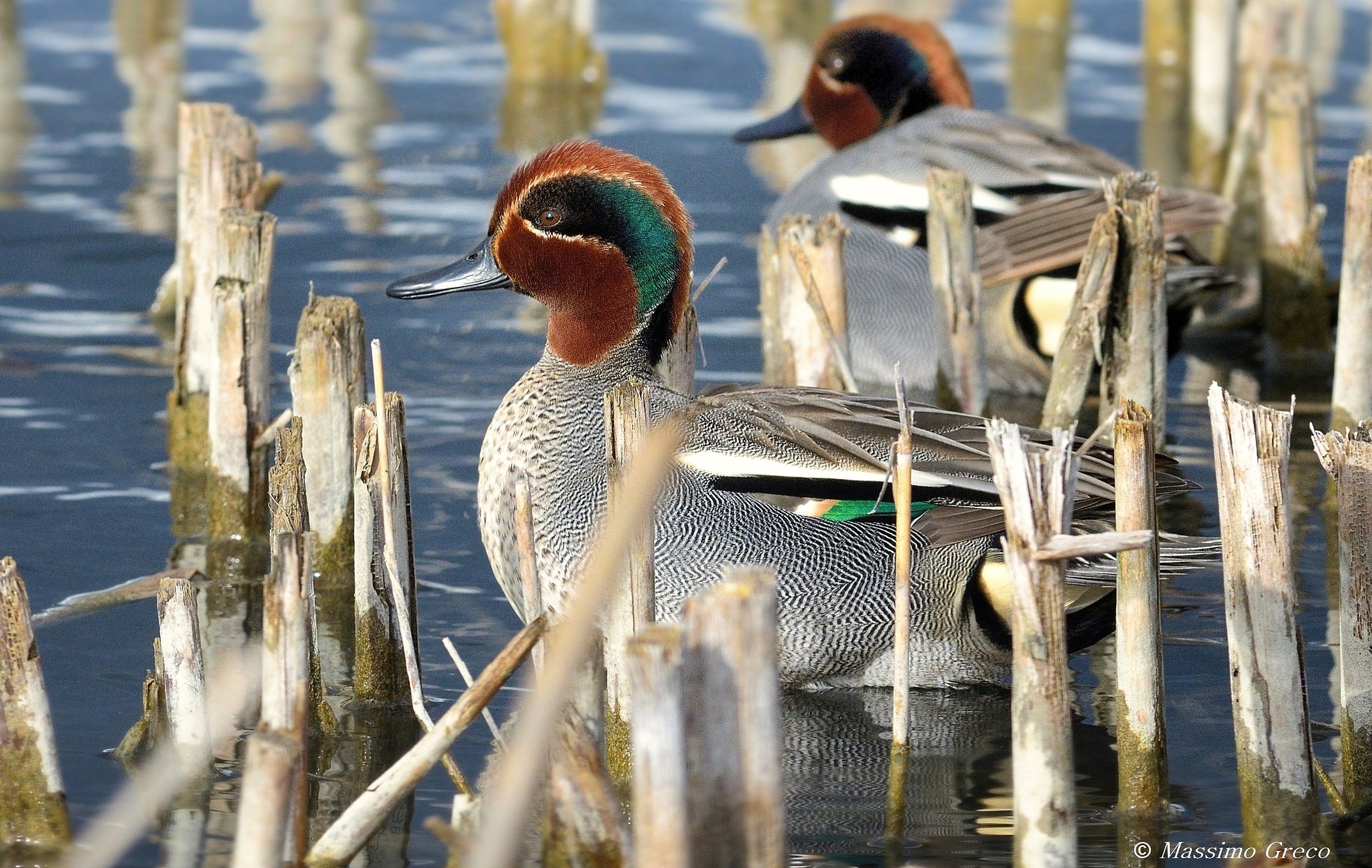 Alazavola (Anas crecca)