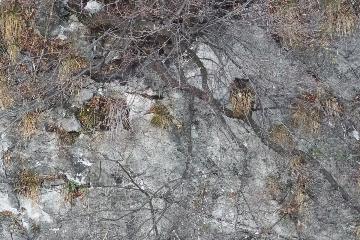 Femmina di Gufo reale (Bubo bubo) nel suo ambiente...