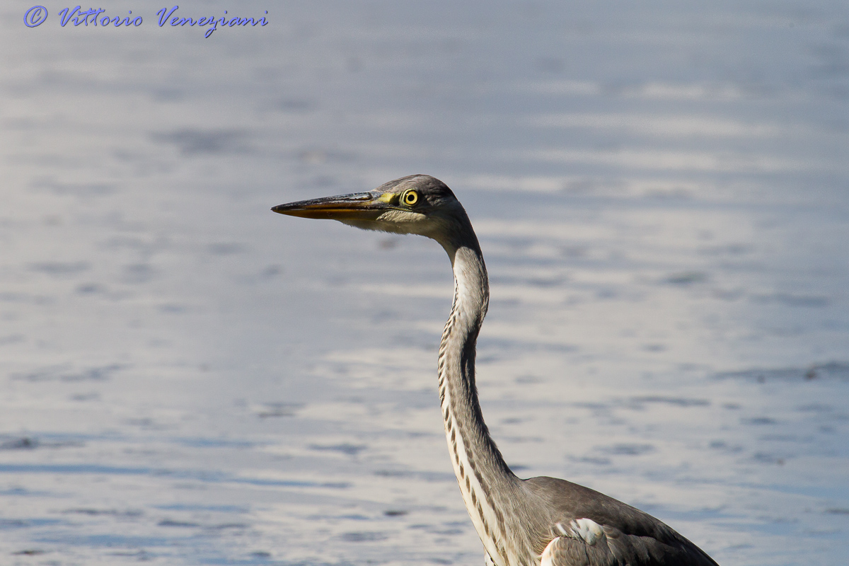 Ritratto di airone cenerino
