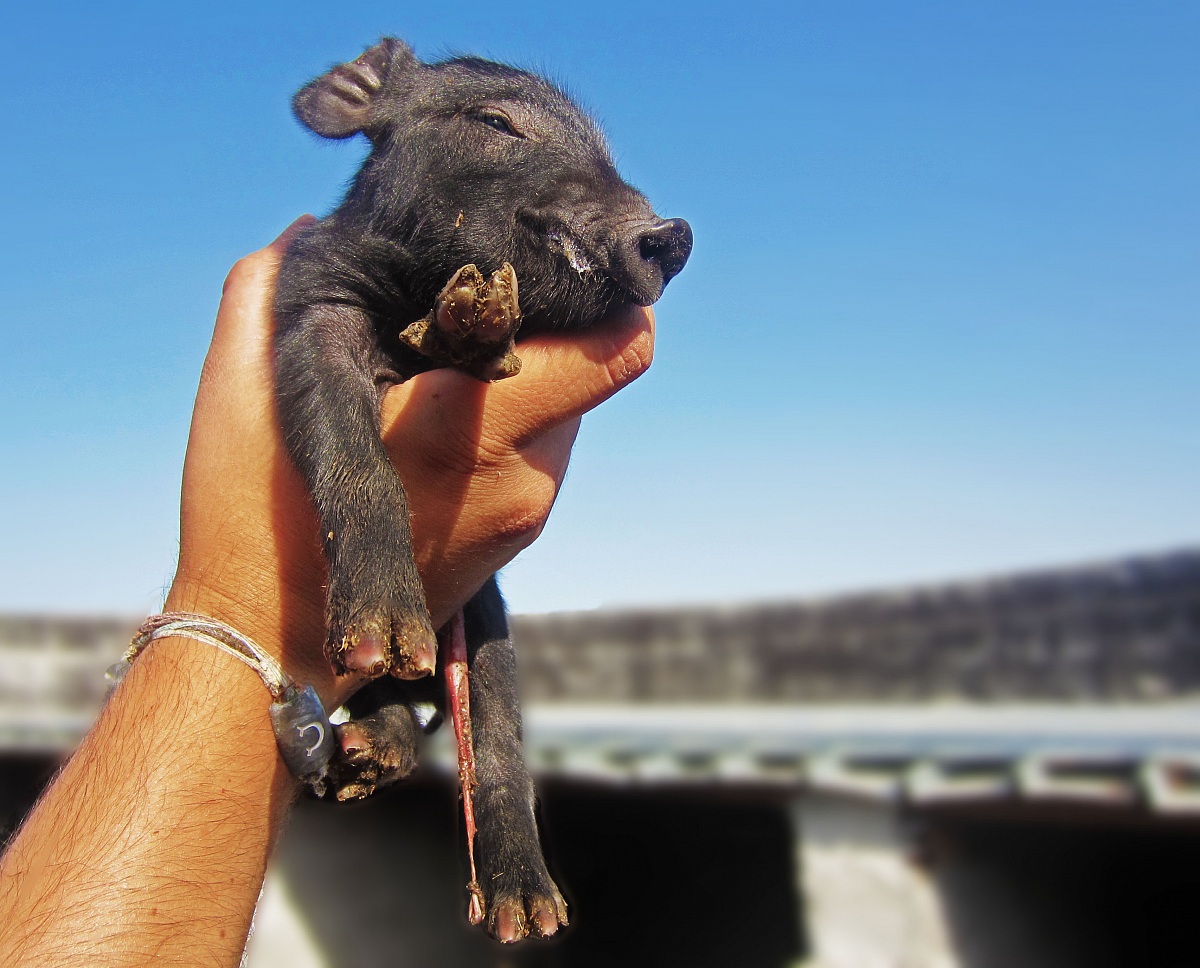 Ciao a tutti, sono appena nato