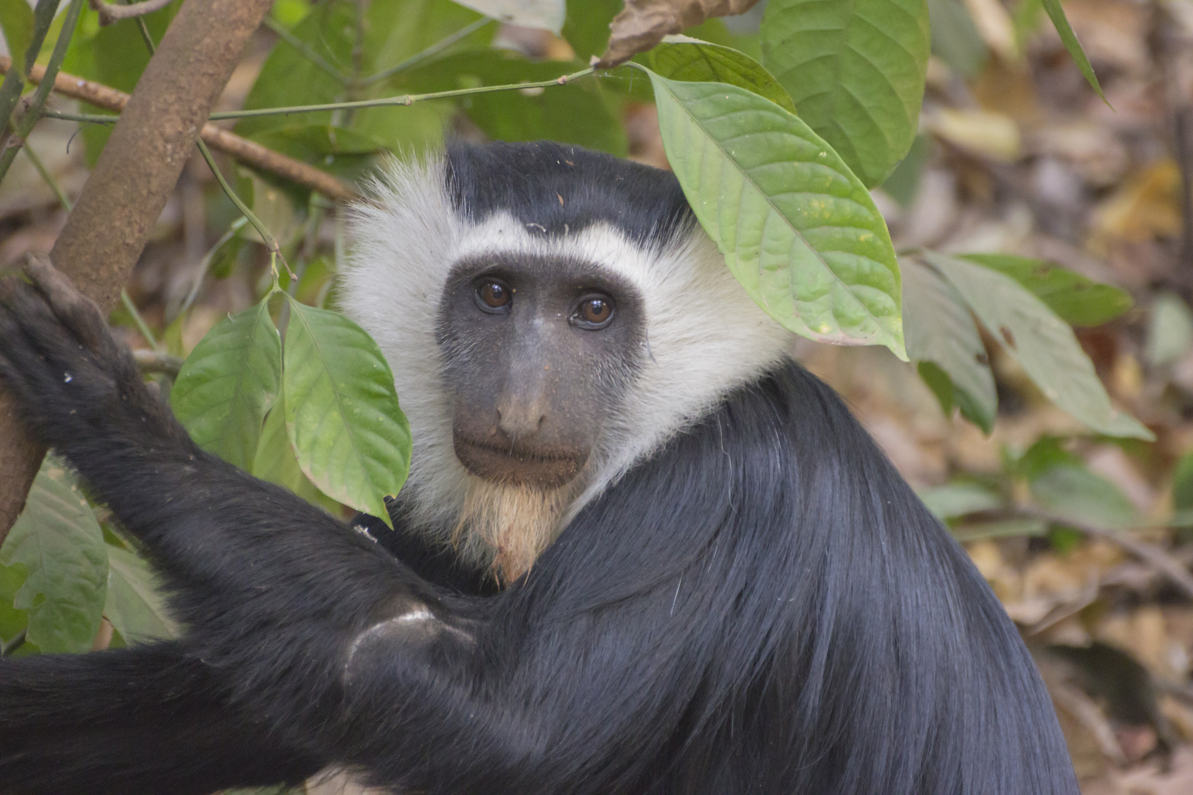 ghana:Boabeng Fiema Monkey.Colobus black and white