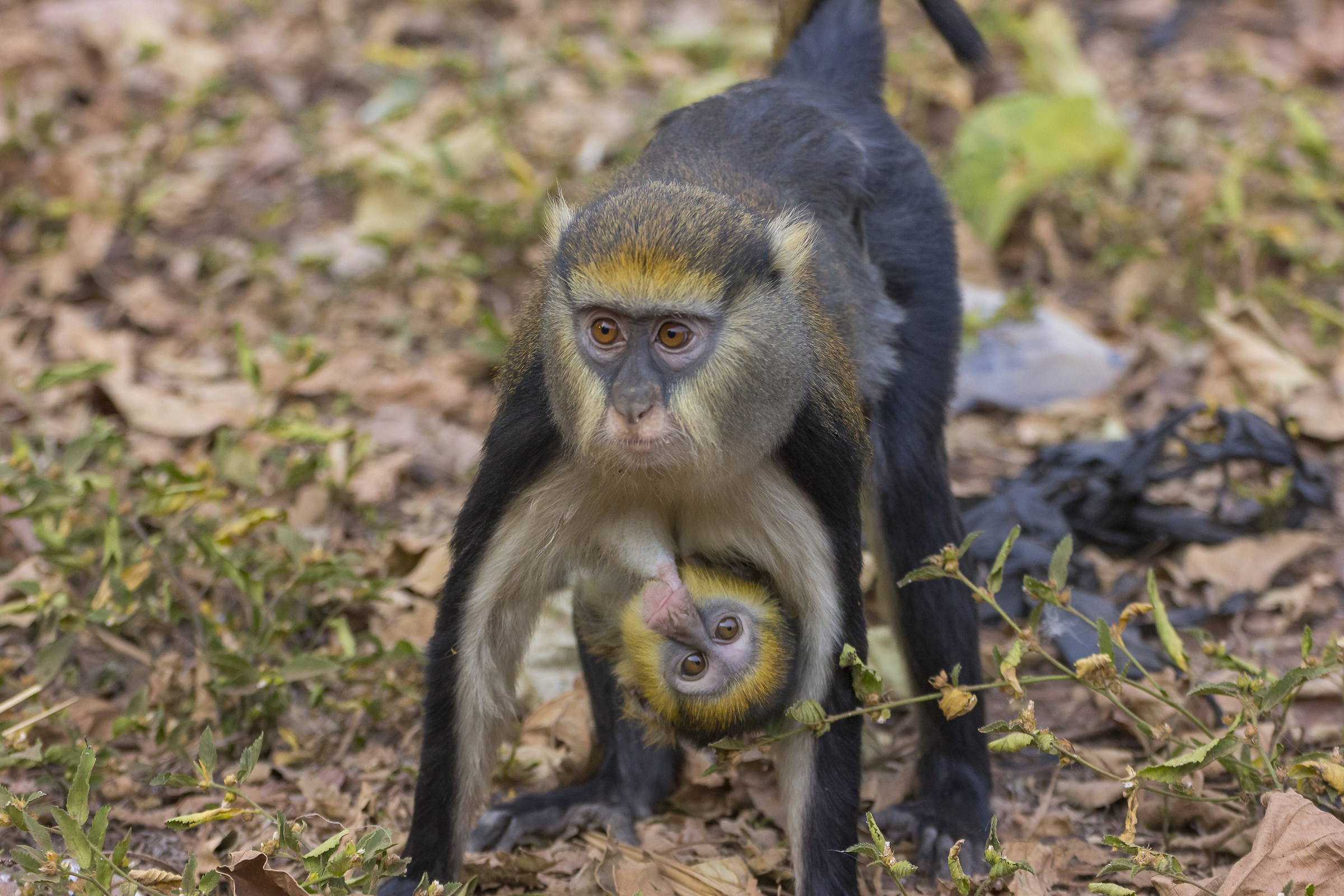 Ghana:Boabeng Fiema Monkey.Mona