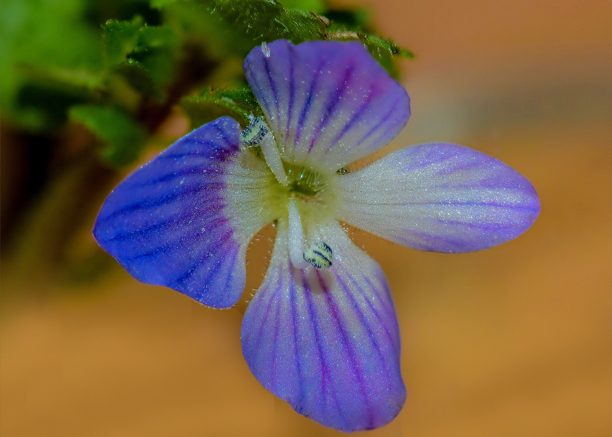 Veronica chamaedrys L.