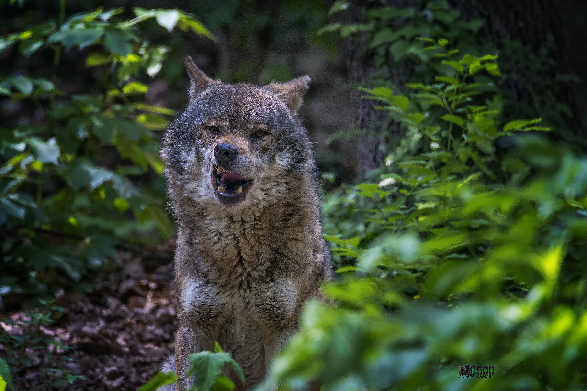 Il lupo e il suo sorriso