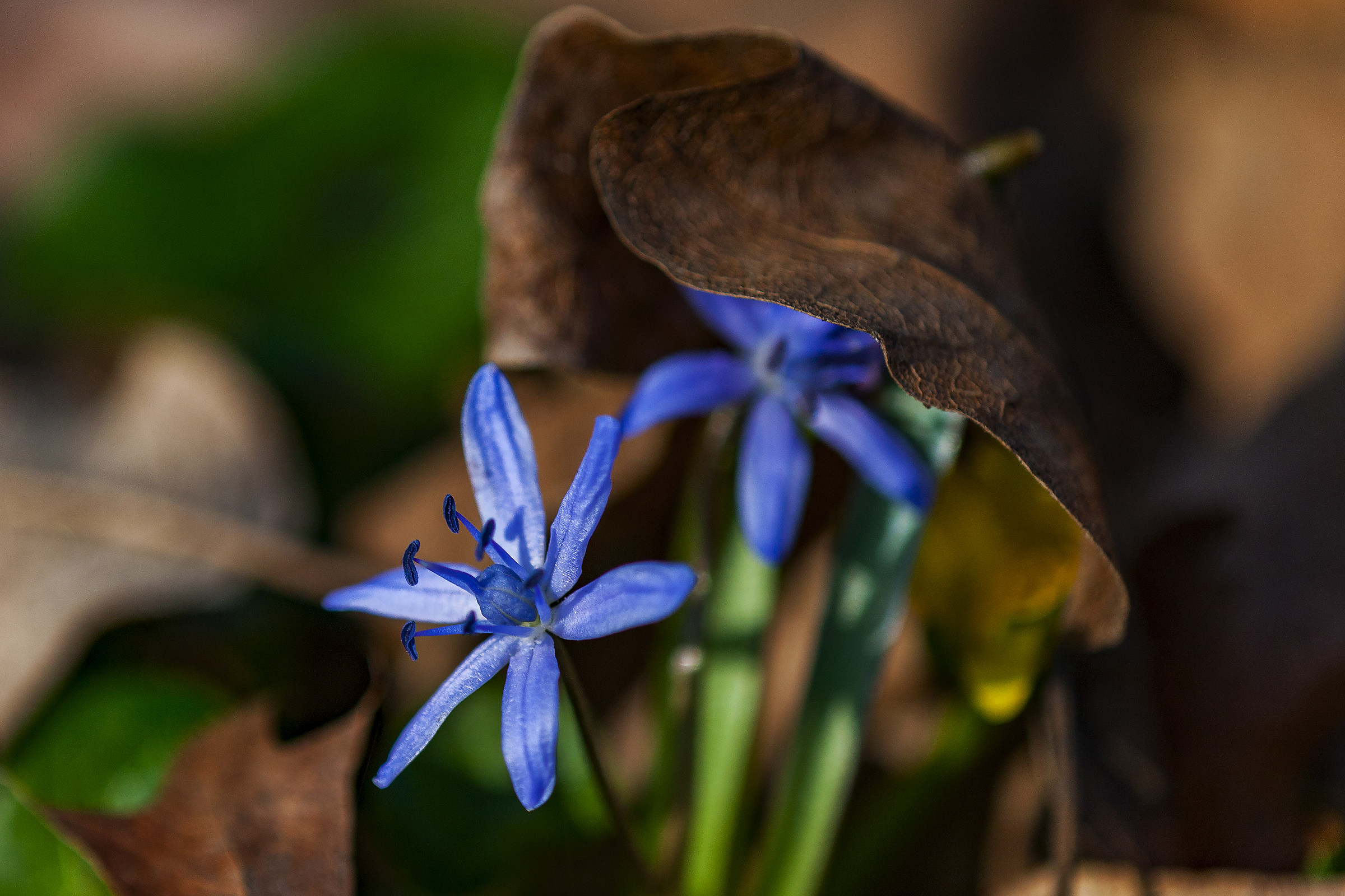 La forza della natura