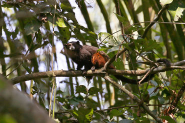 Saguinus fuscicollis