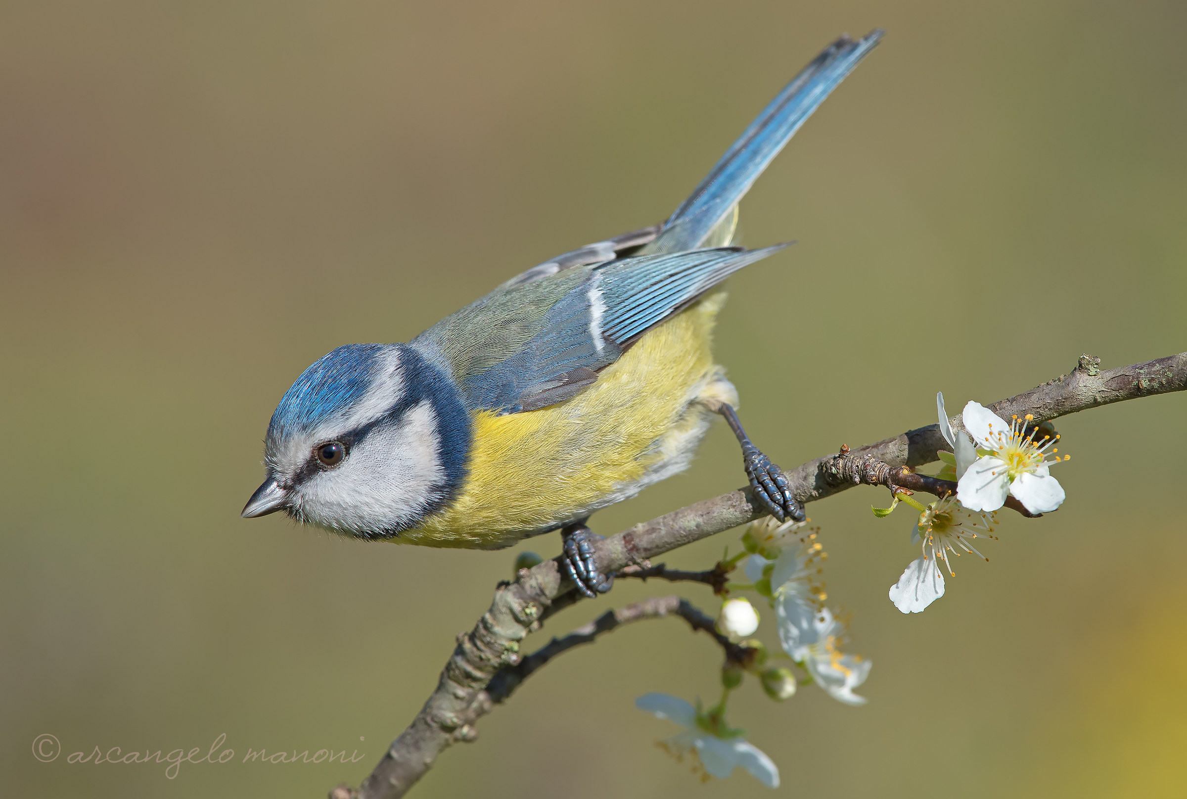 Small dip in the spring