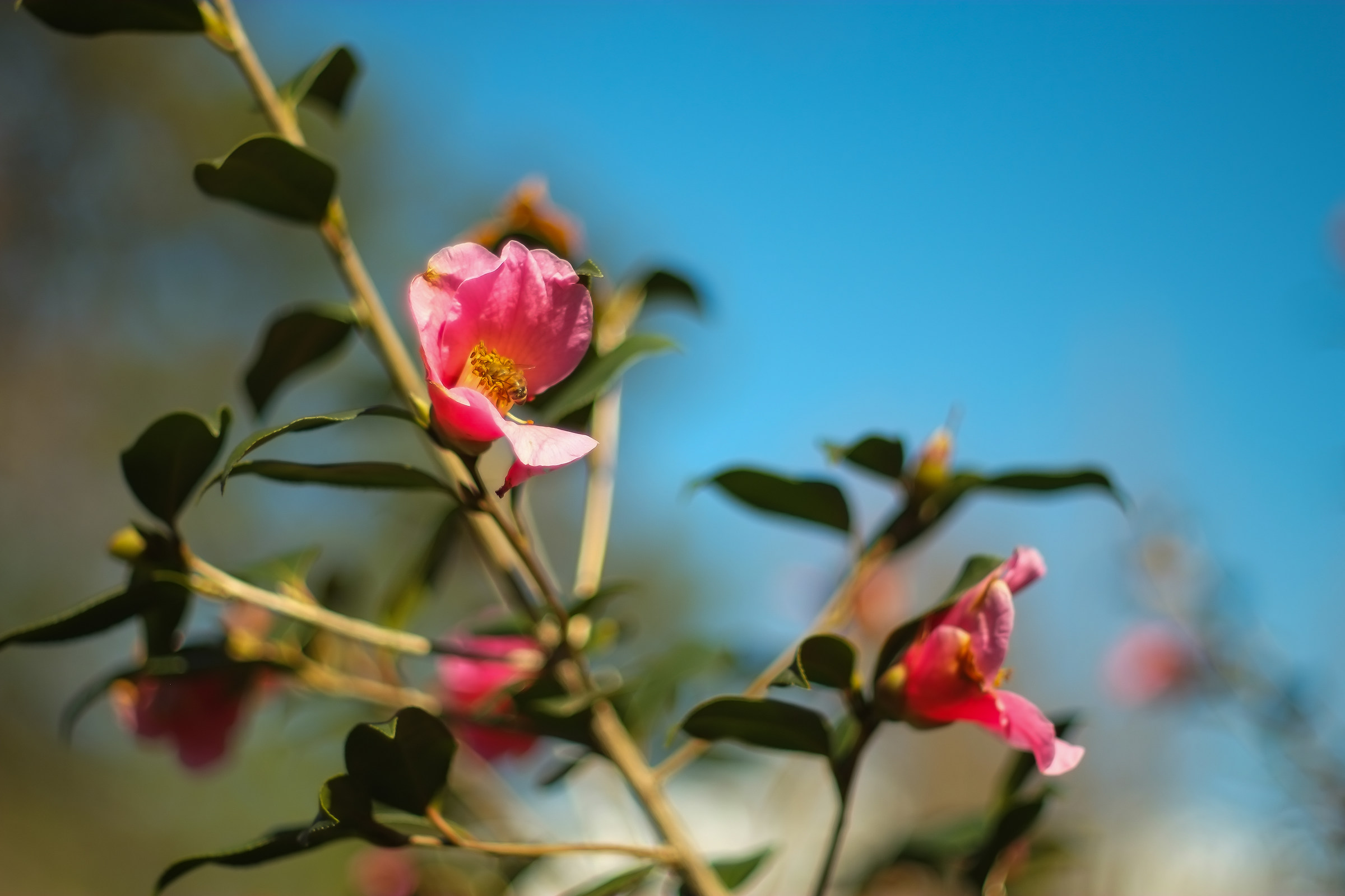 Le camelie di Locarno