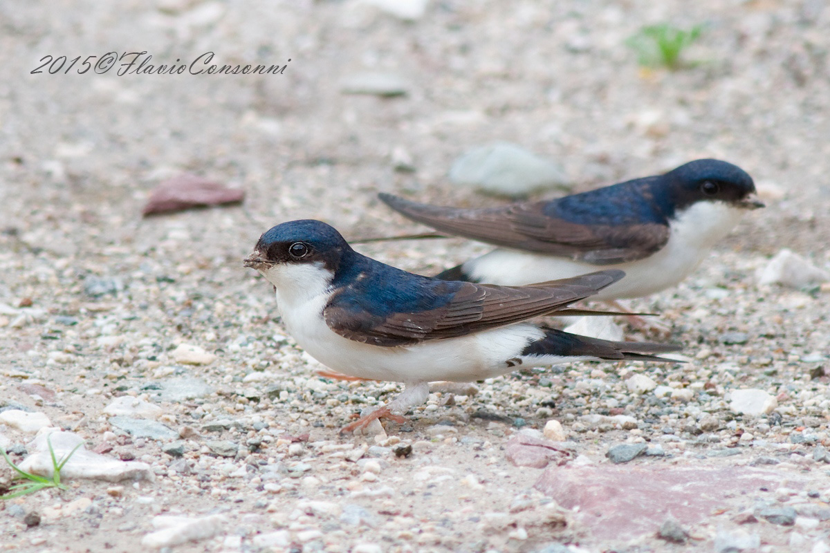 Che teneri i Balestrucci!