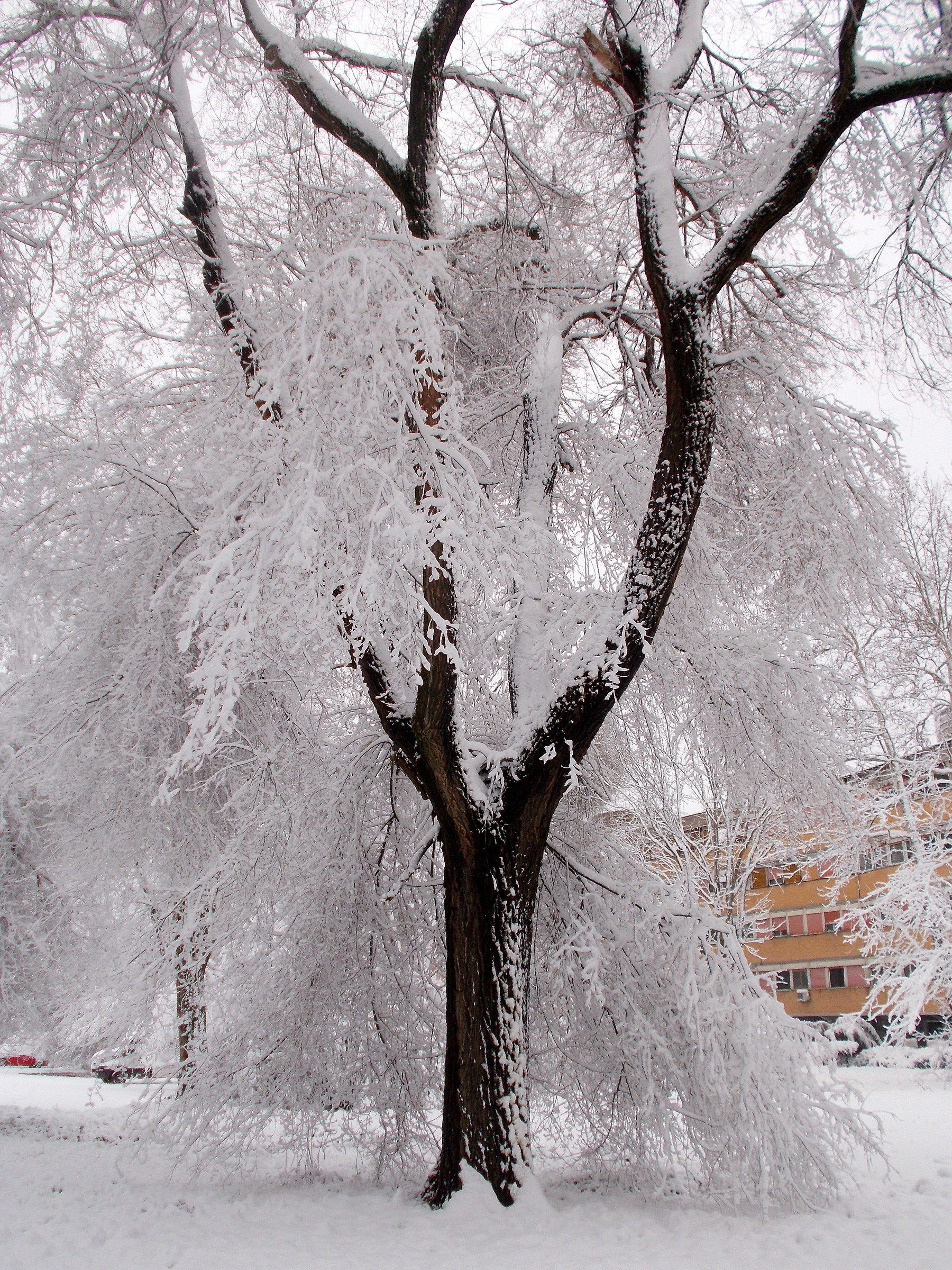 Ultima nevicata a Roma
