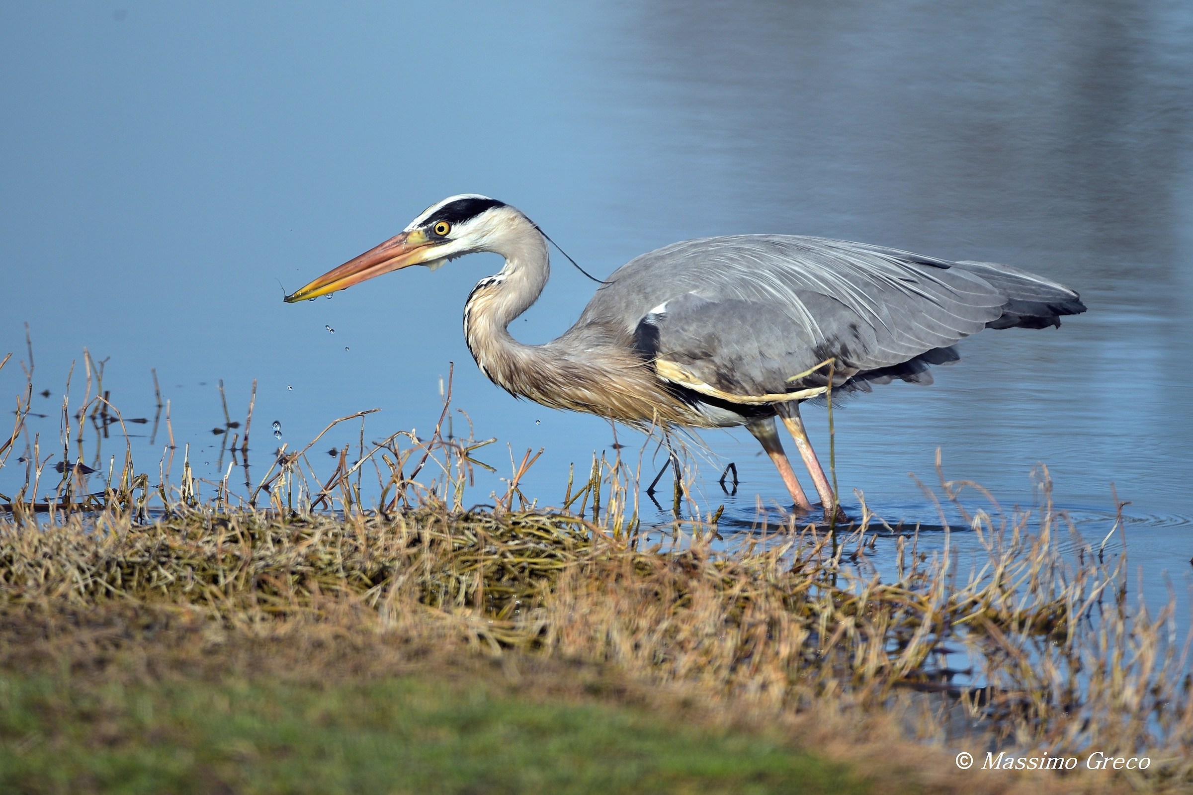 Gray heron (Ardea cinerea)
