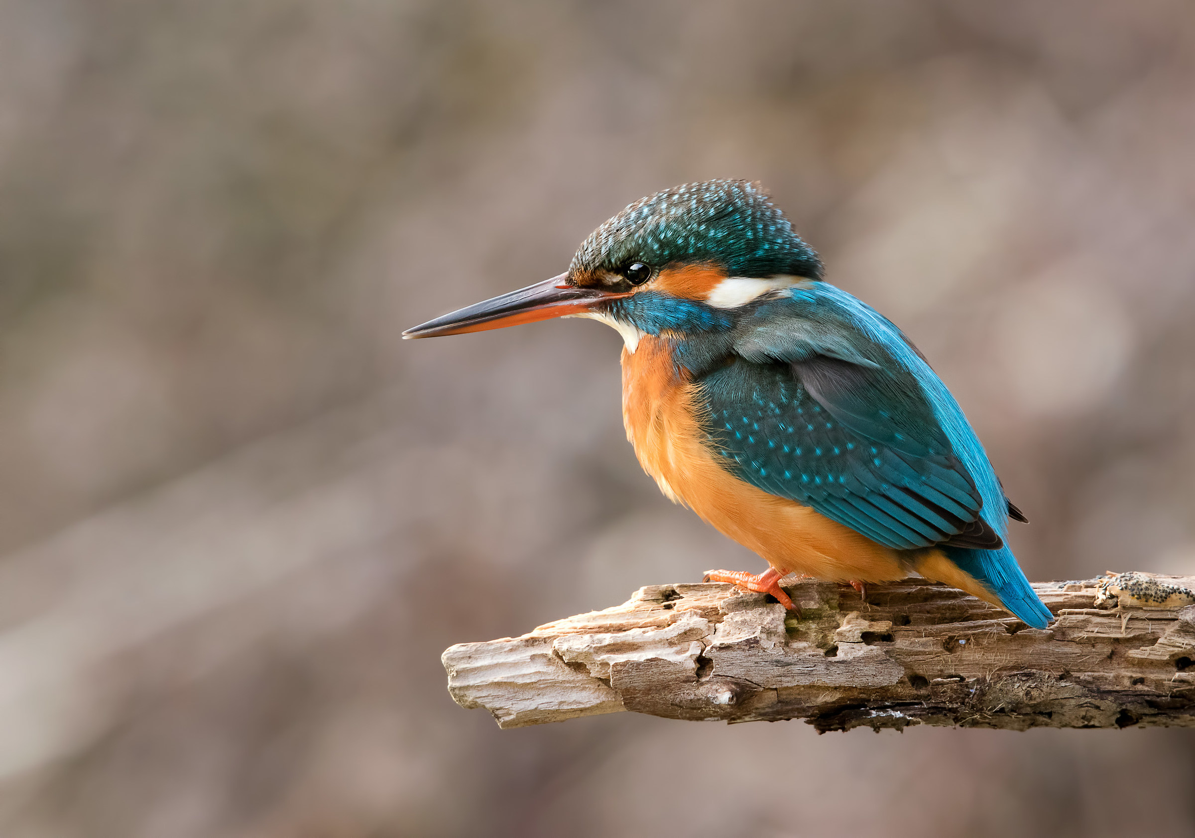 Kingfisher