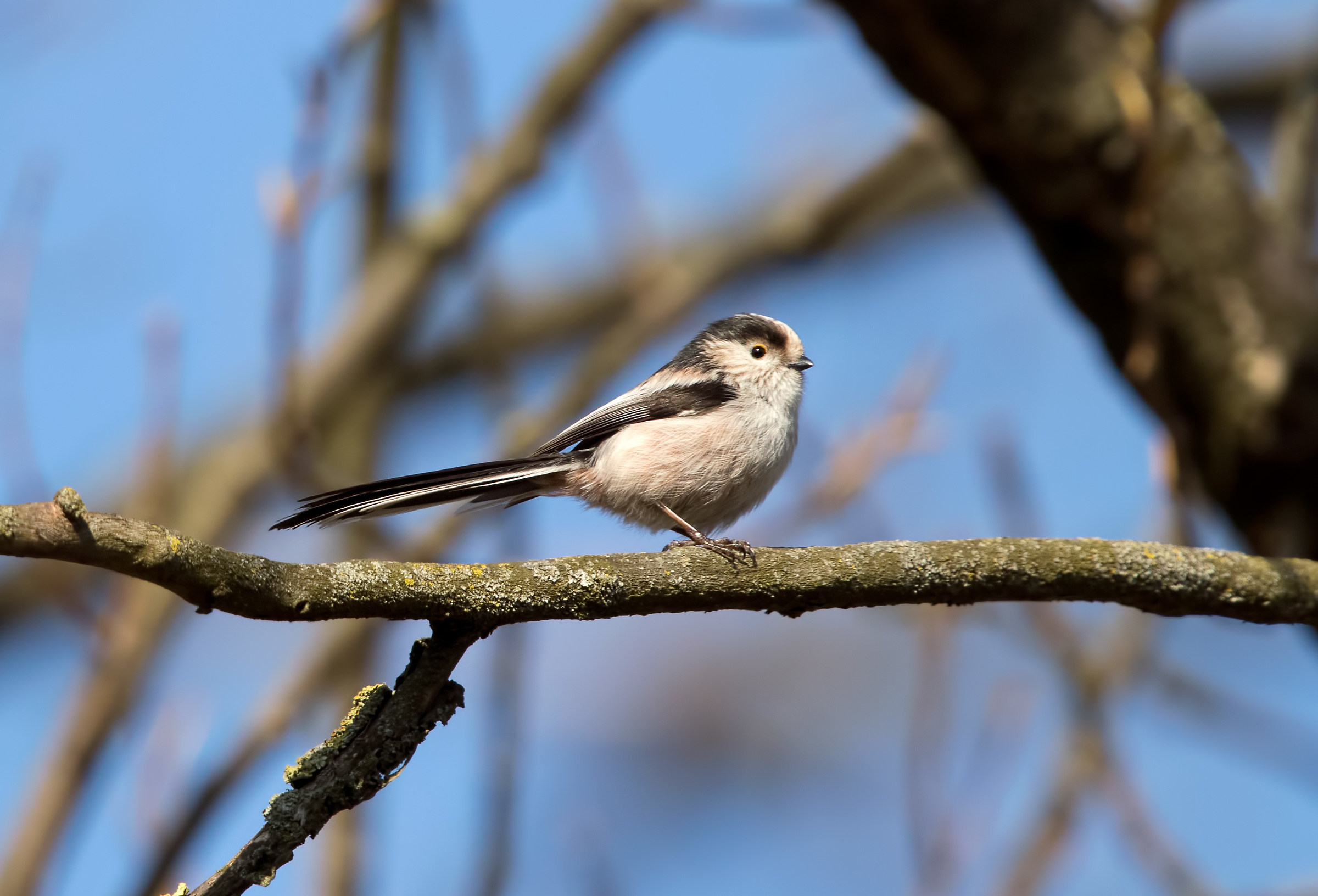Long-tailed Tit