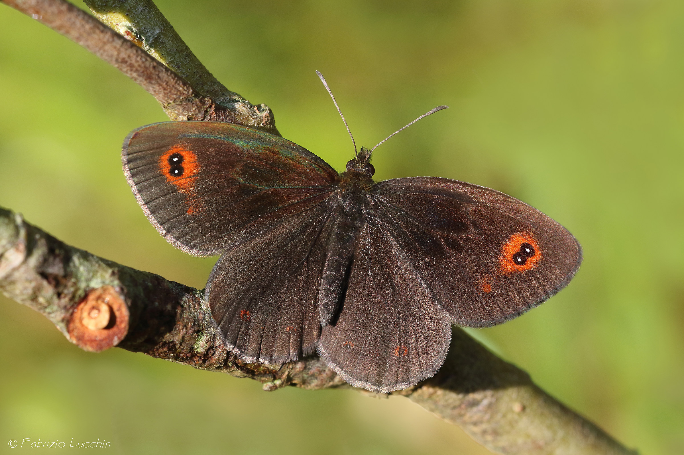 Erebia aethiops