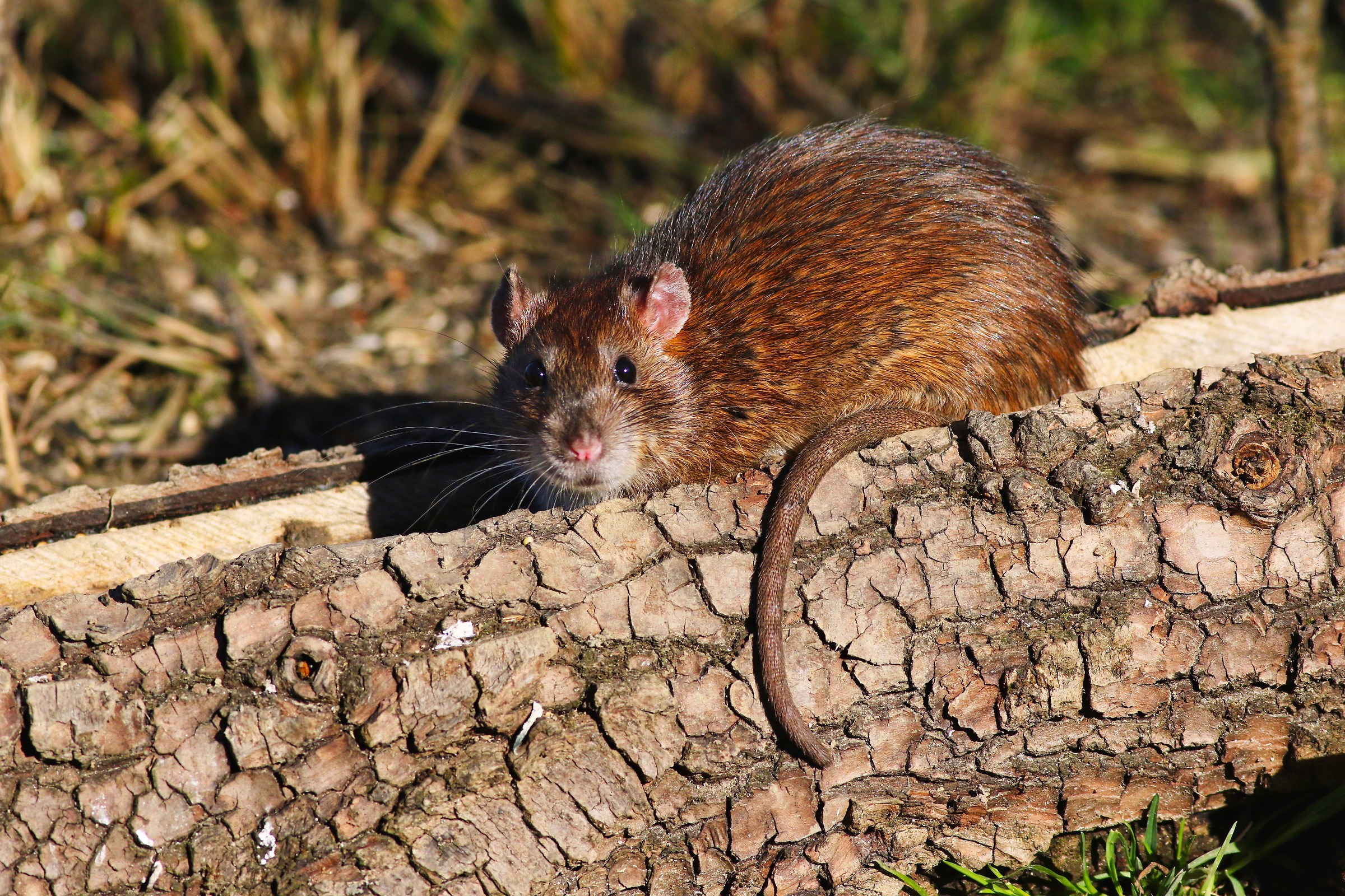 if it were not for the tail .. I would be beautiful