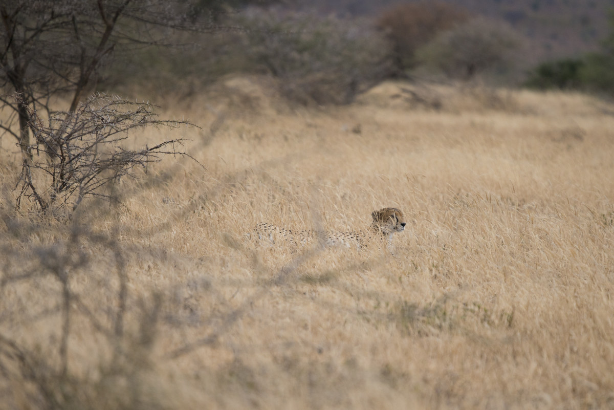 Cheetah waiting