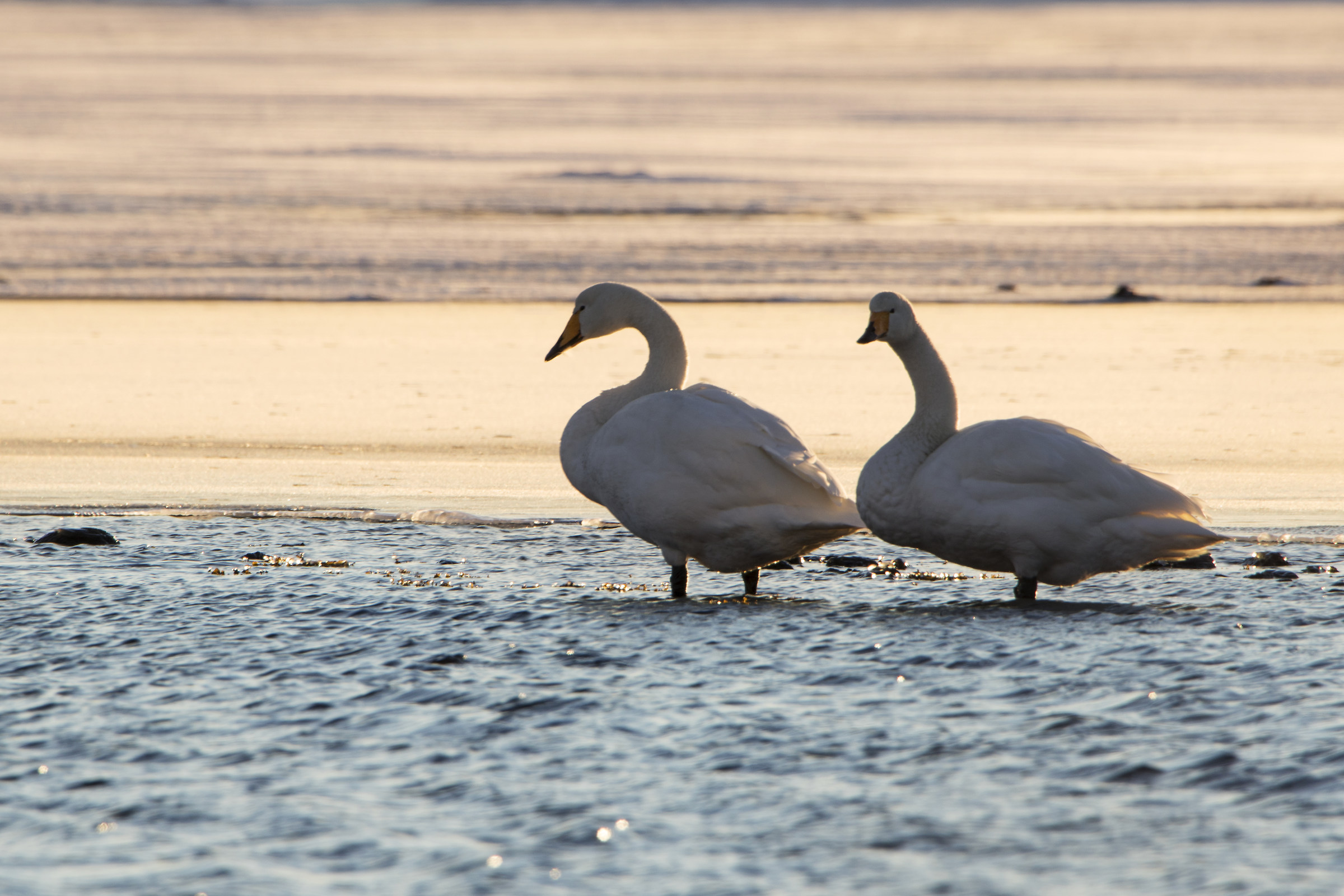 Wooper swans