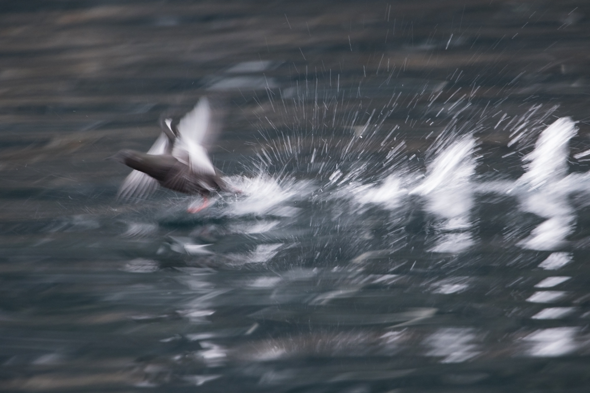Black guillemot
