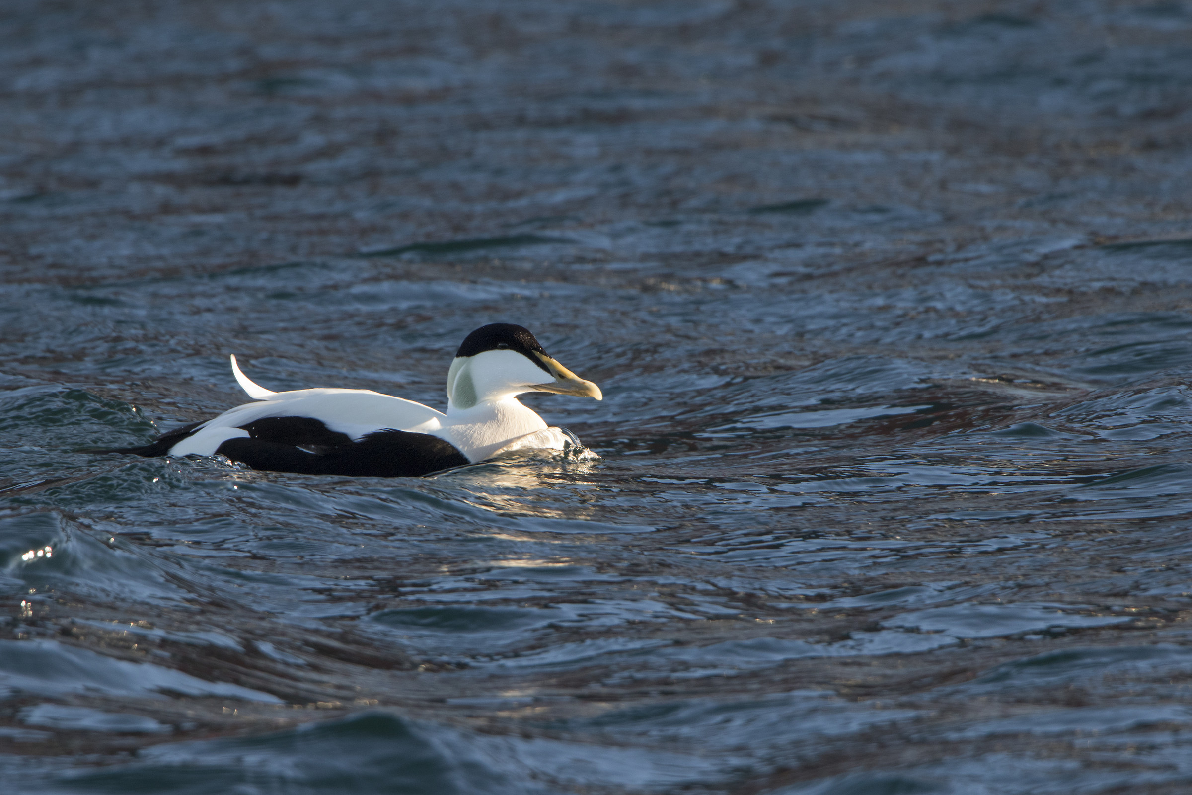 Common Eider